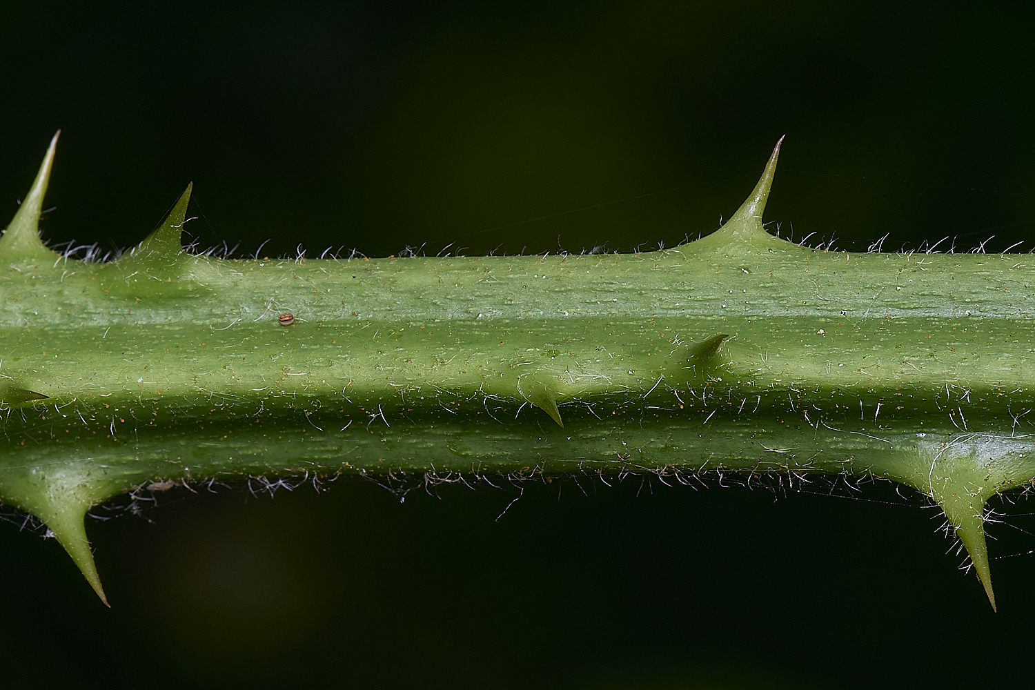 NorfolkB1PrimocaneCloseIUp170625-1