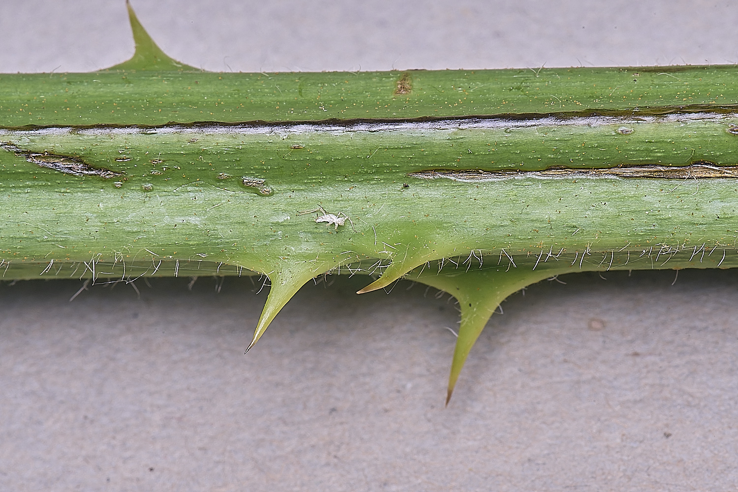 NorfolkB1PrimocaneCloseIUp170625-2