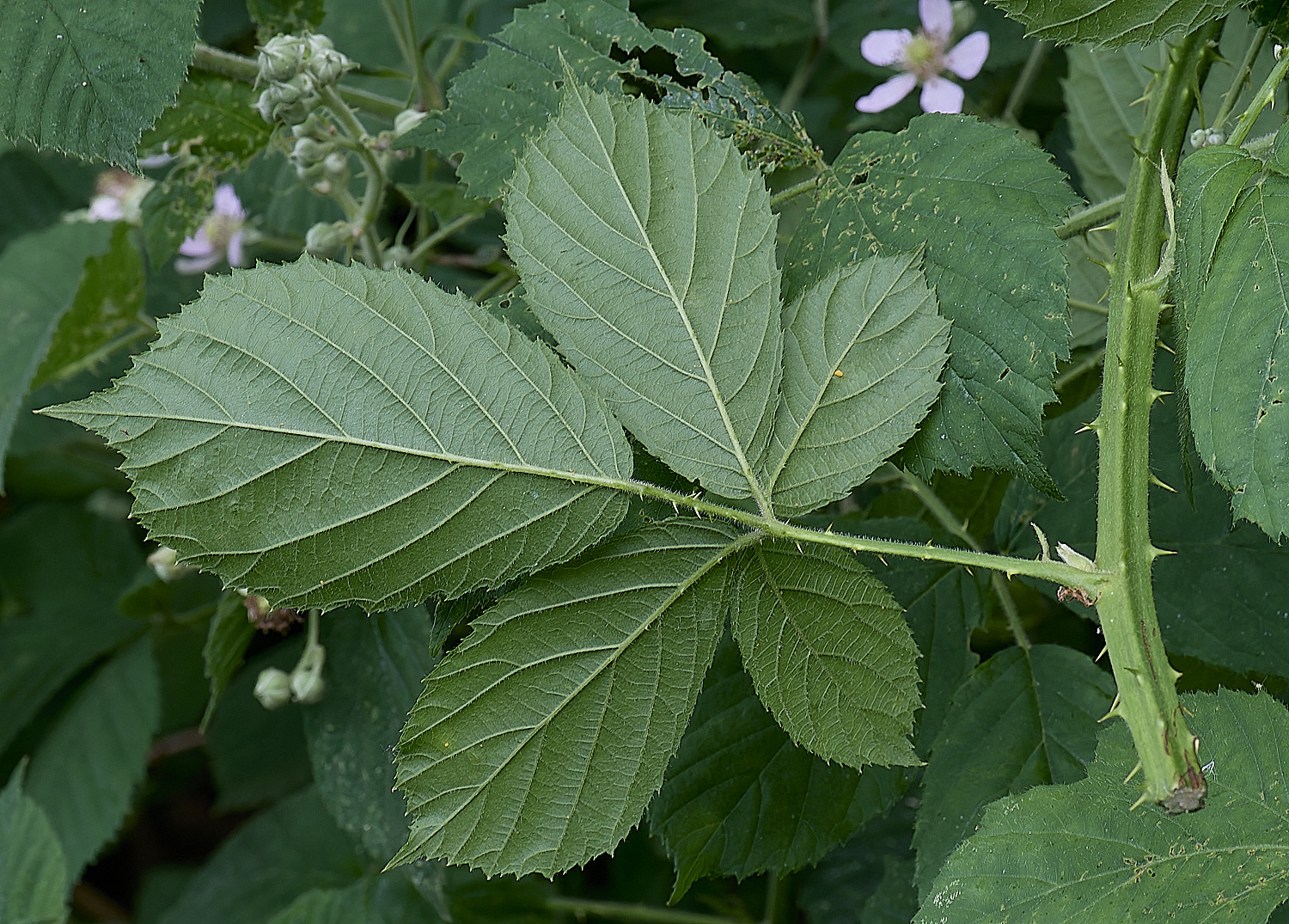 NorfolkB1PrimocaneLeafabaxial170625-1