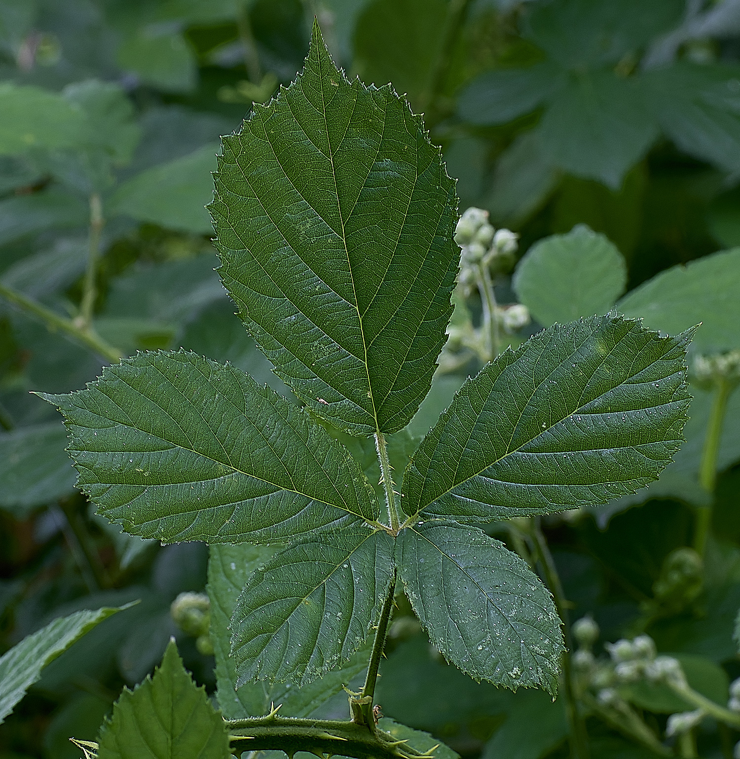 NorfolkB1PrimocaneLeafadaxial170625-1