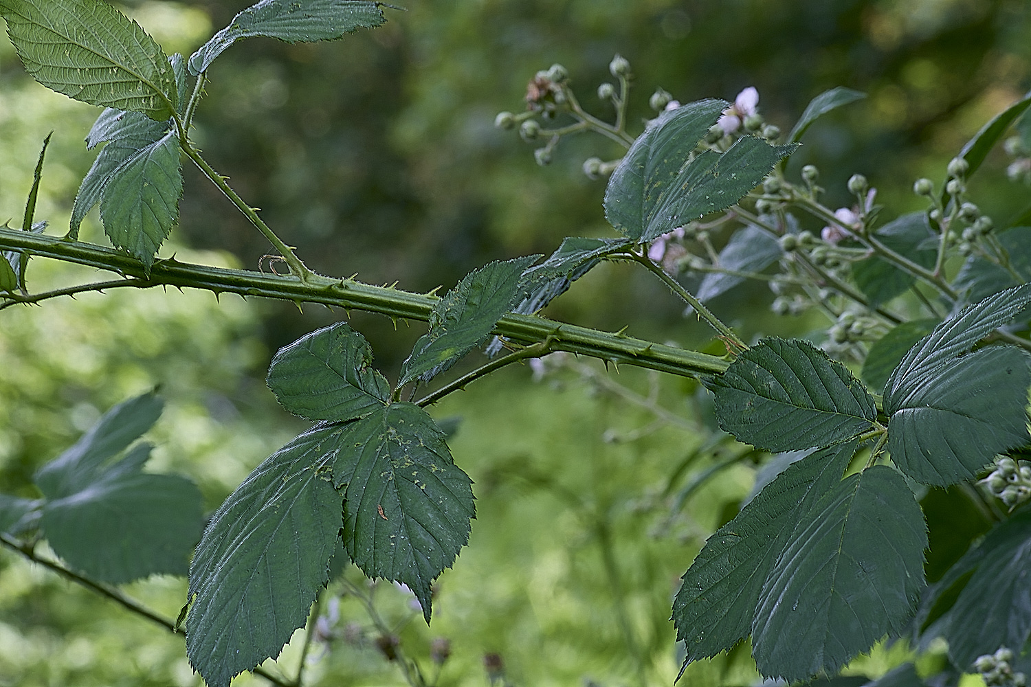 NorfolkB1PrimocaneStructure170625-1