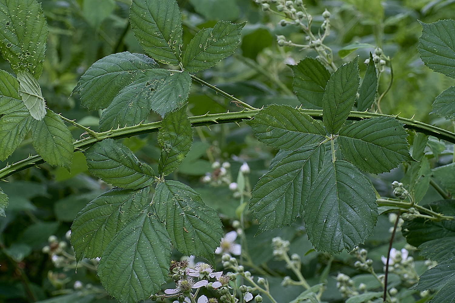 NorfolkB1PrimocaneStructure170625-2