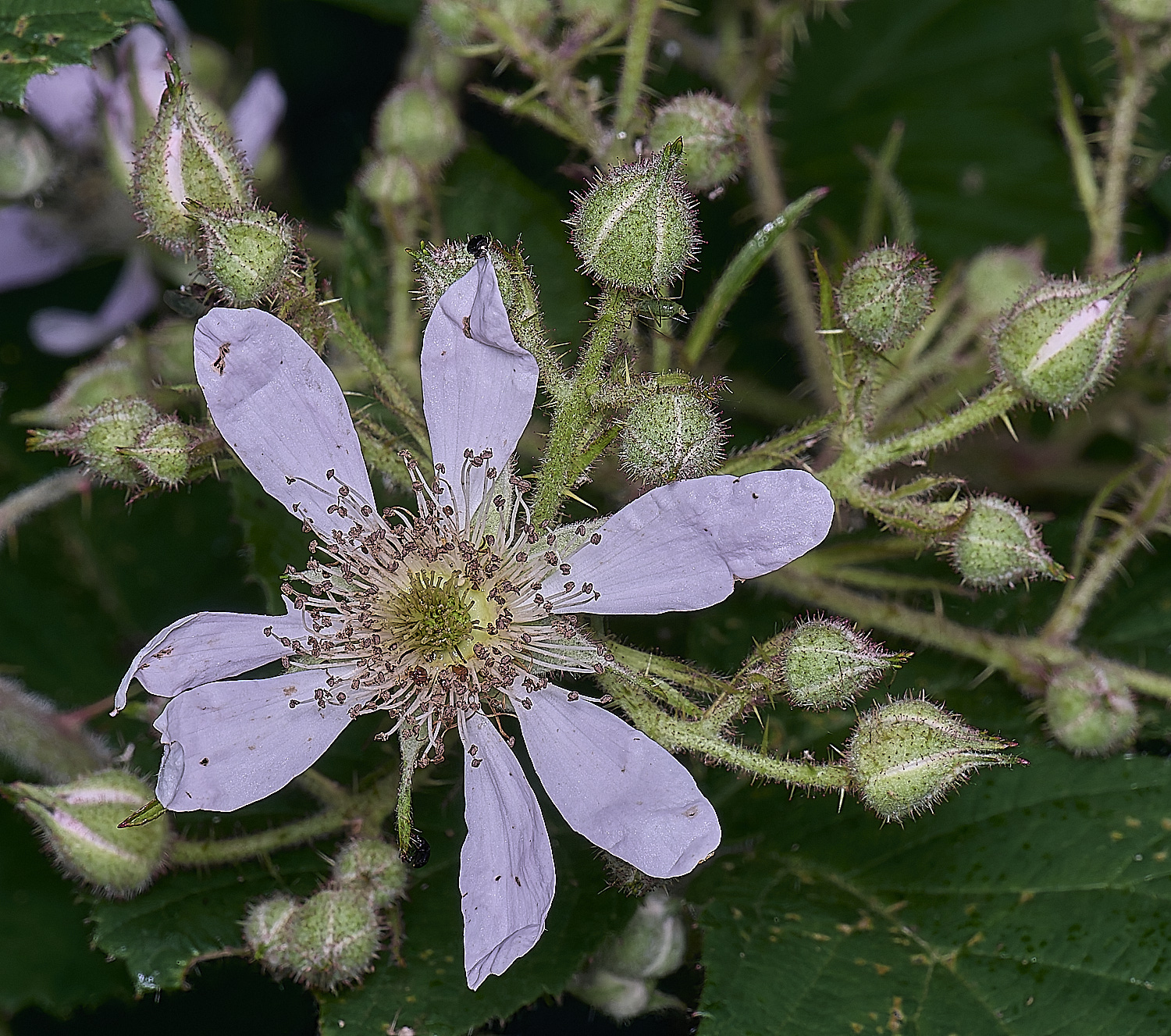 NorfolkB2FlowerFront170625-1