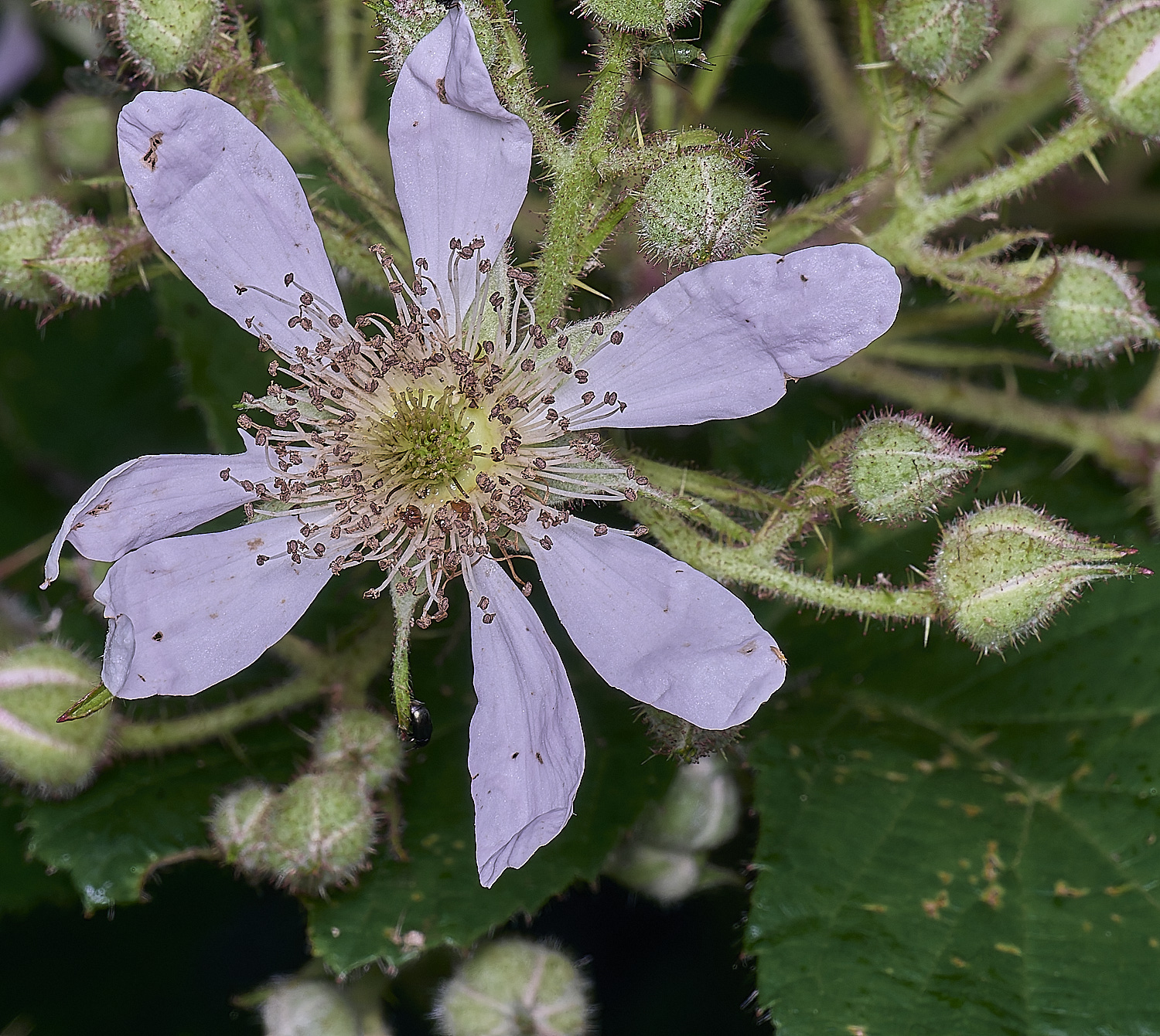 NorfolkB2FlowerFront170625-2