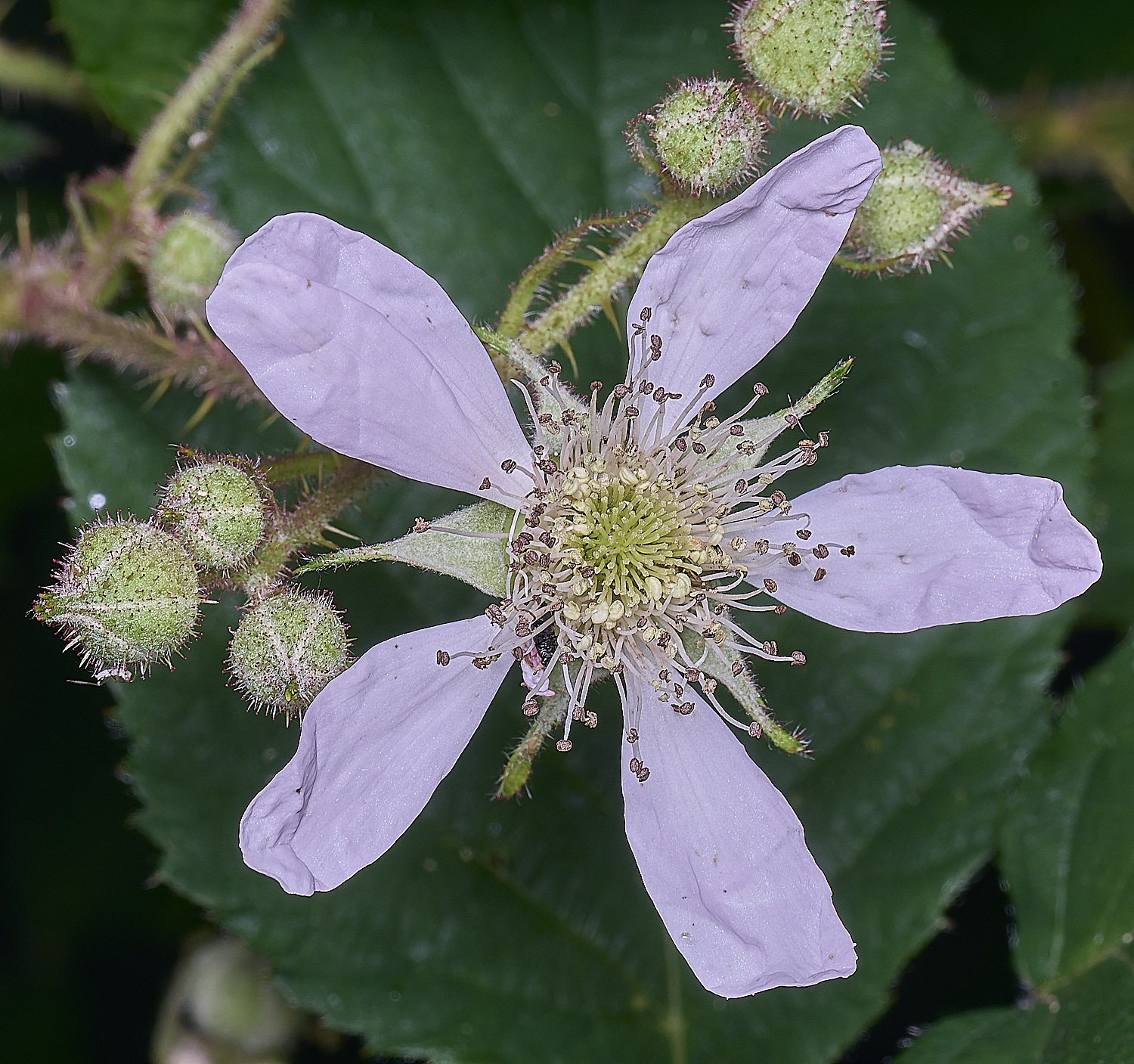 NorfolkB2FlowerFront170625-3