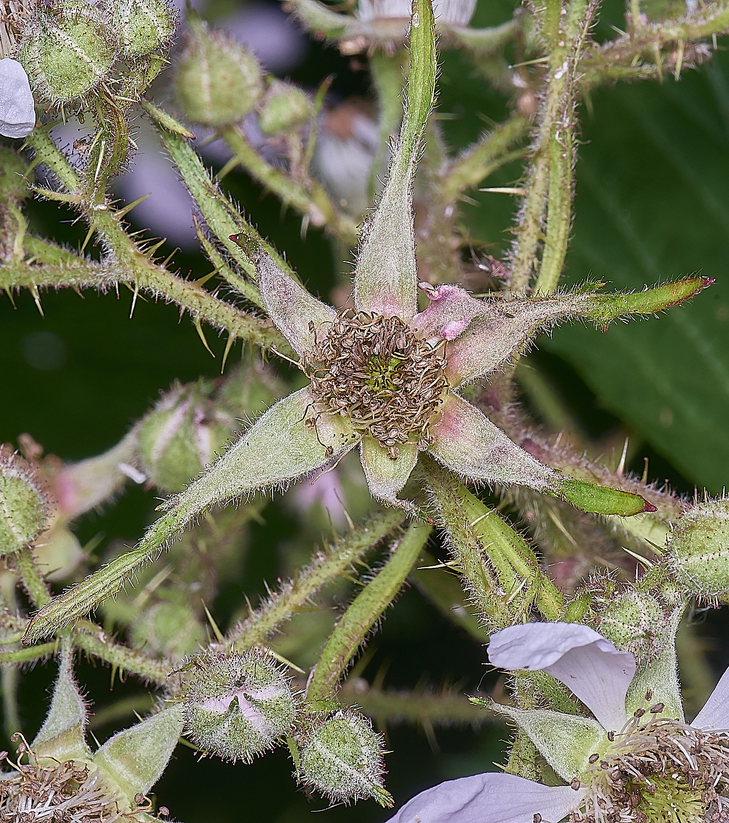 NorfolkB2FlowerSepalsFront170625-1