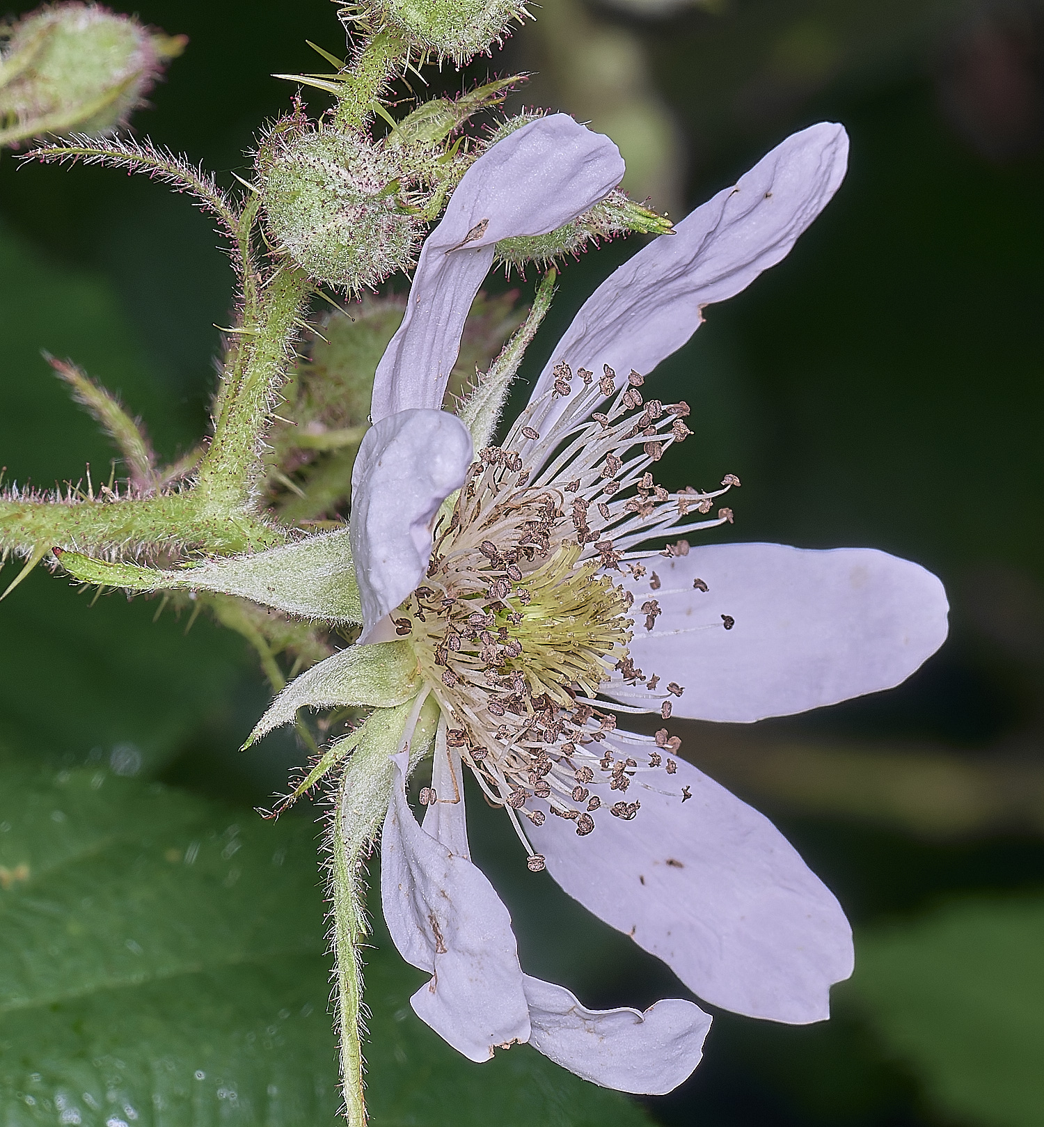 NorfolkB2FlowerSideView170625-1