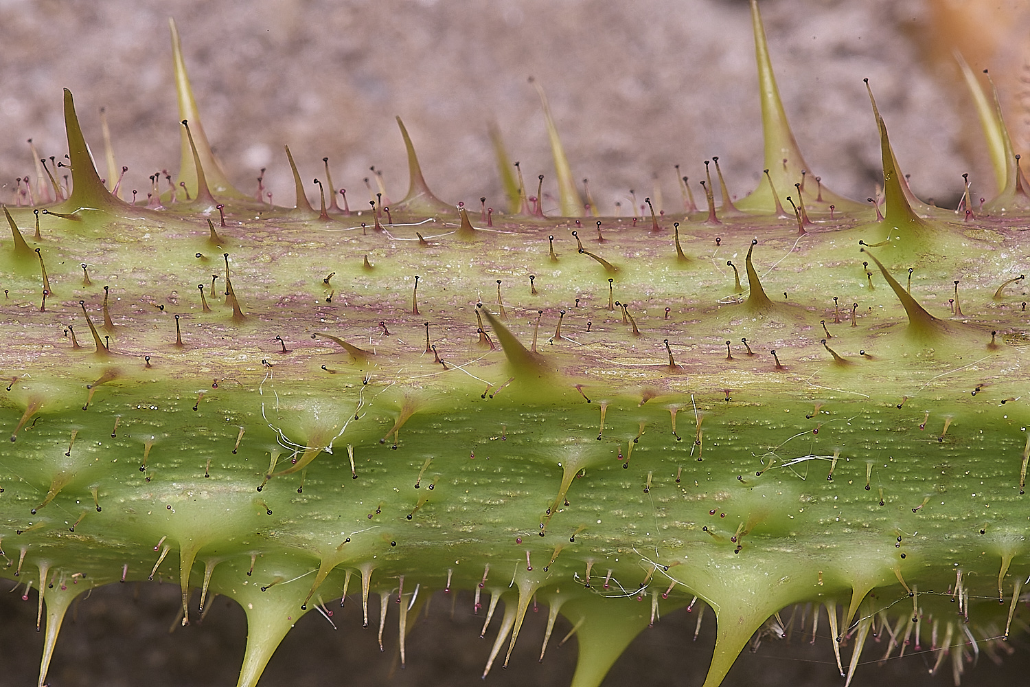 NorfolkB2PrimocaneCloseIUp170625-1