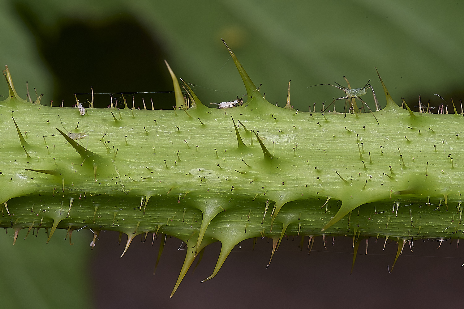 NorfolkB2PrimocaneCloseIUp170625-2