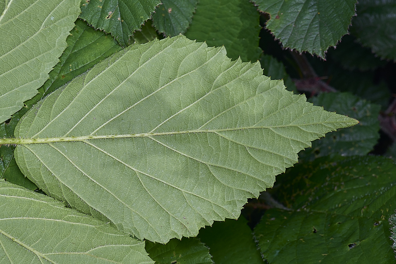 NorfolkB2PrimocaneLeafabaxial170625-1