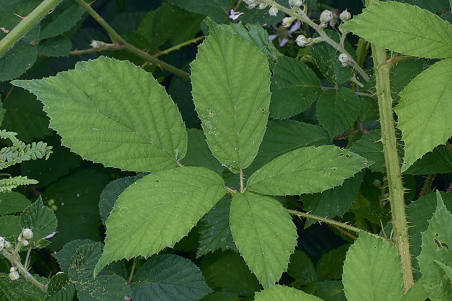 NorfolkB2PrimocaneLeafadaxial170625-1