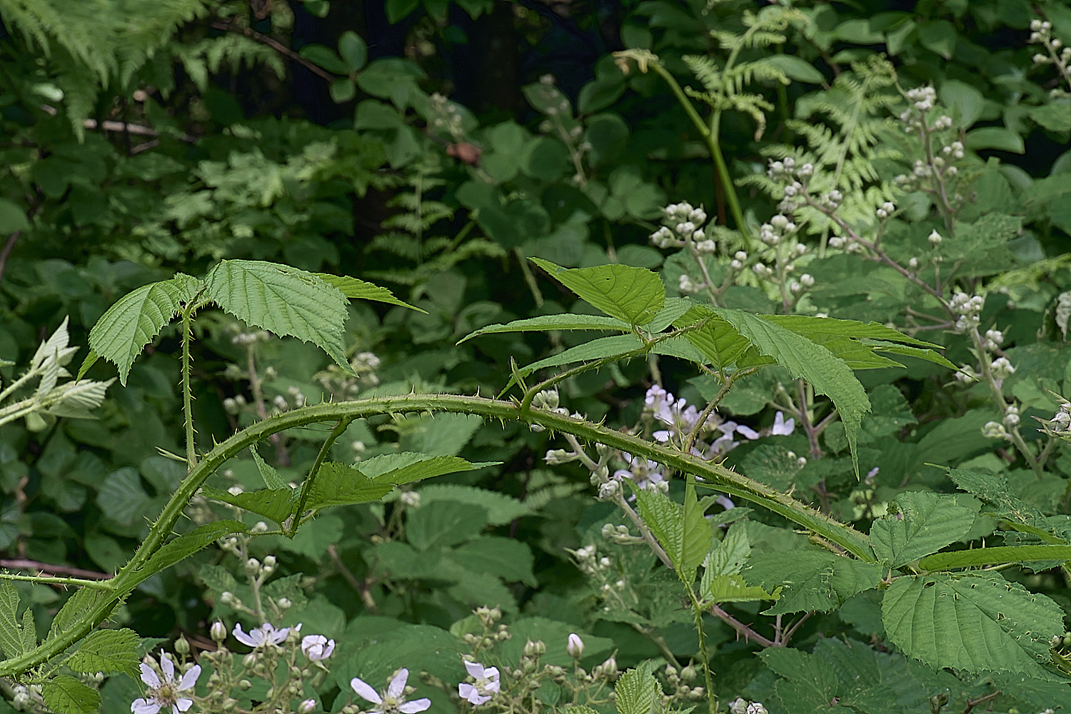 NorfolkB2PrimocaneStructure170625-1