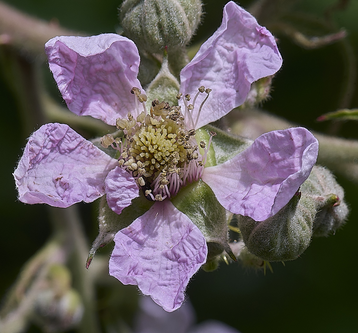 NorfolkB3FlowerFront170625-1