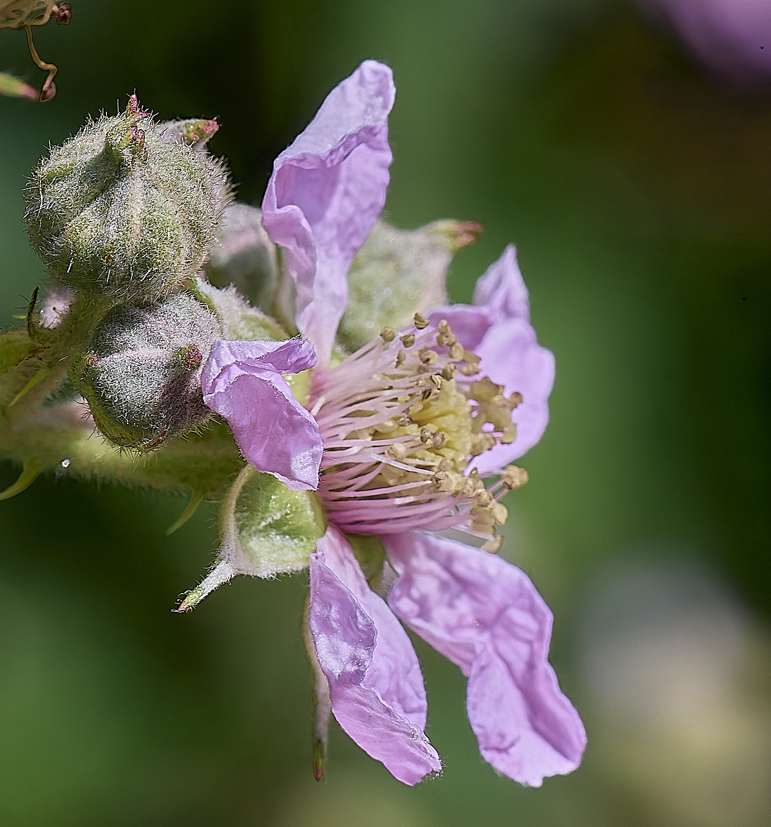 NorfolkB3FlowerSideView170625-1
