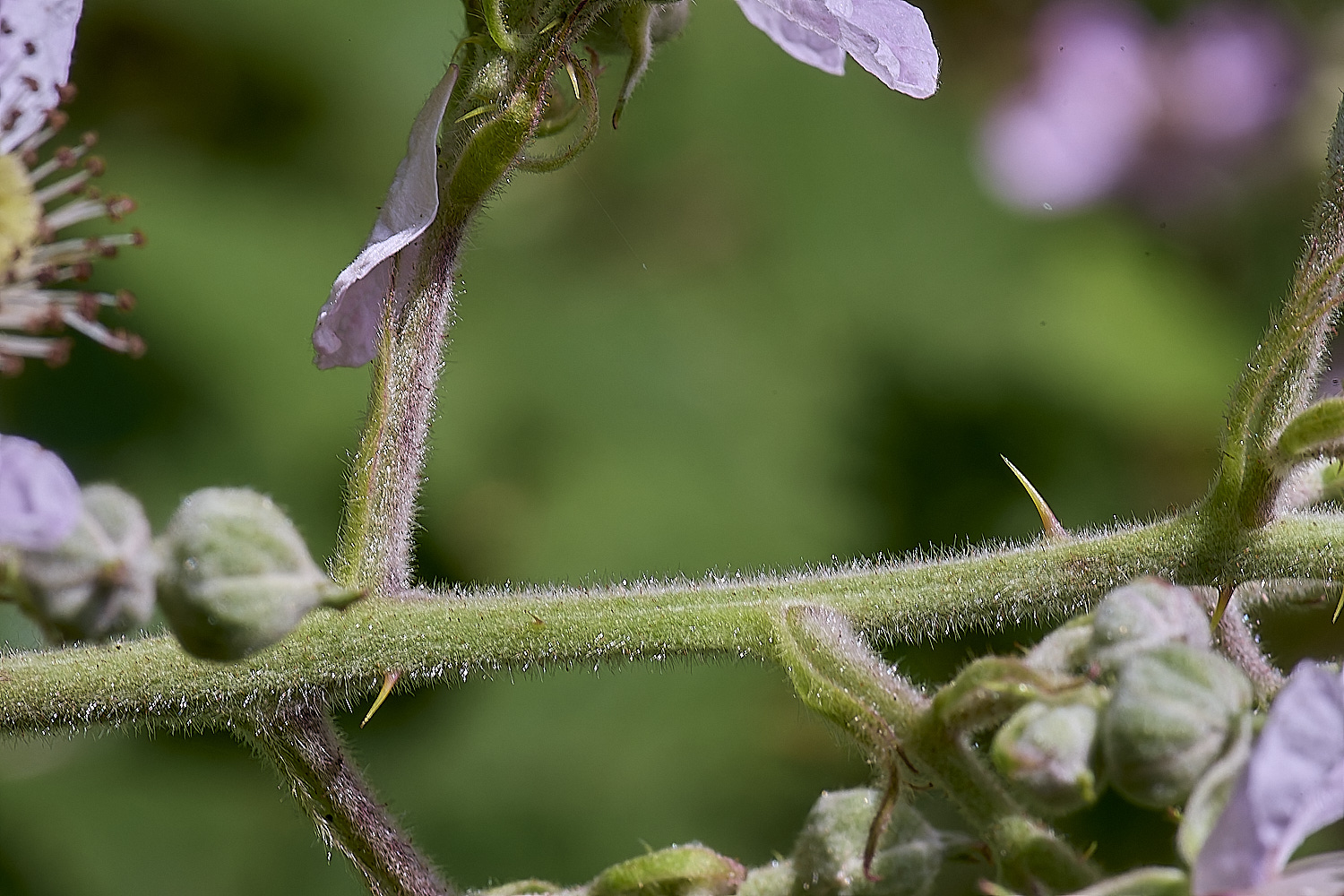 NorfolkB3FlowerStalkCloseIUp170625-1