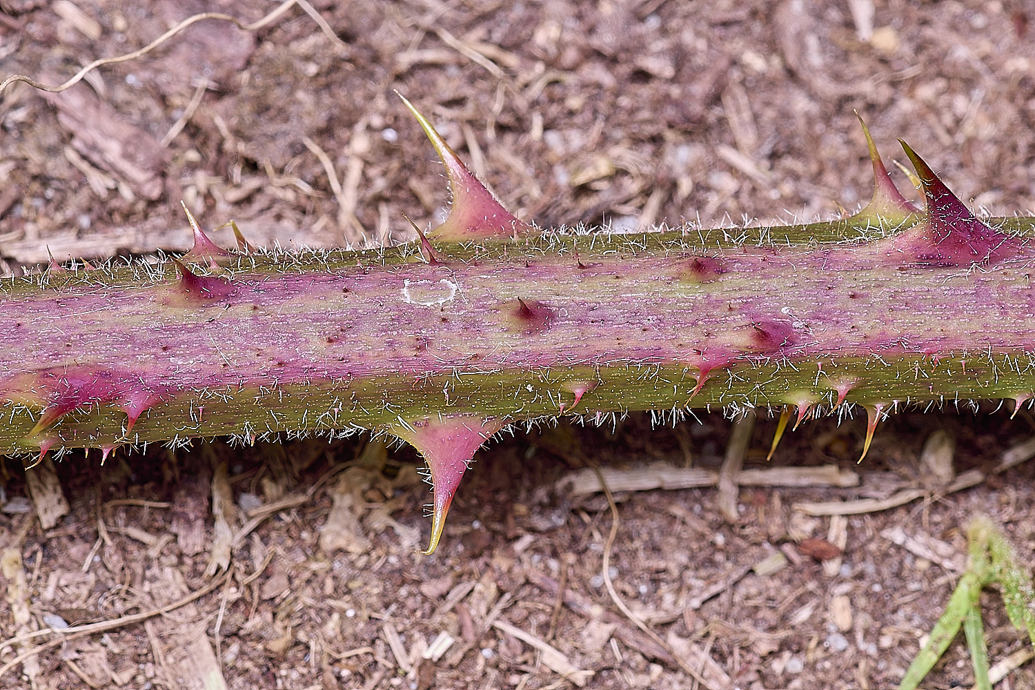 NorfolkB3PrimocaneCloseIUp170625-1