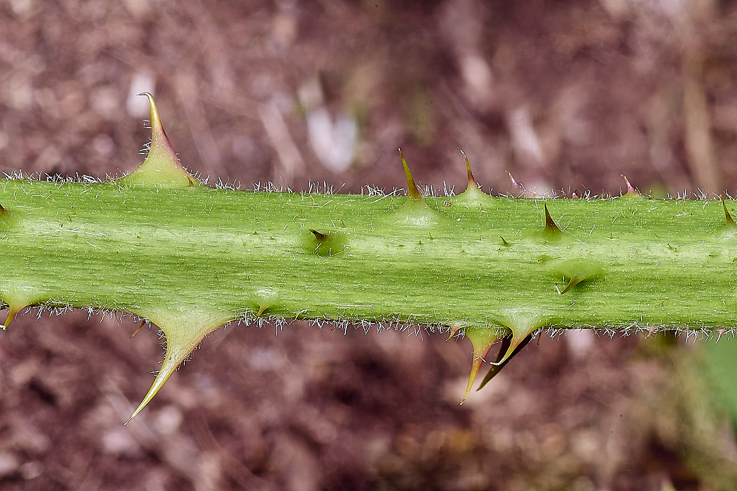 NorfolkB3PrimocaneCloseIUp170625-2