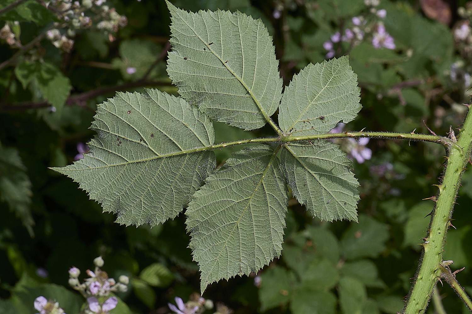 NorfolkB3PrimocaneLeafabaxial170625-1