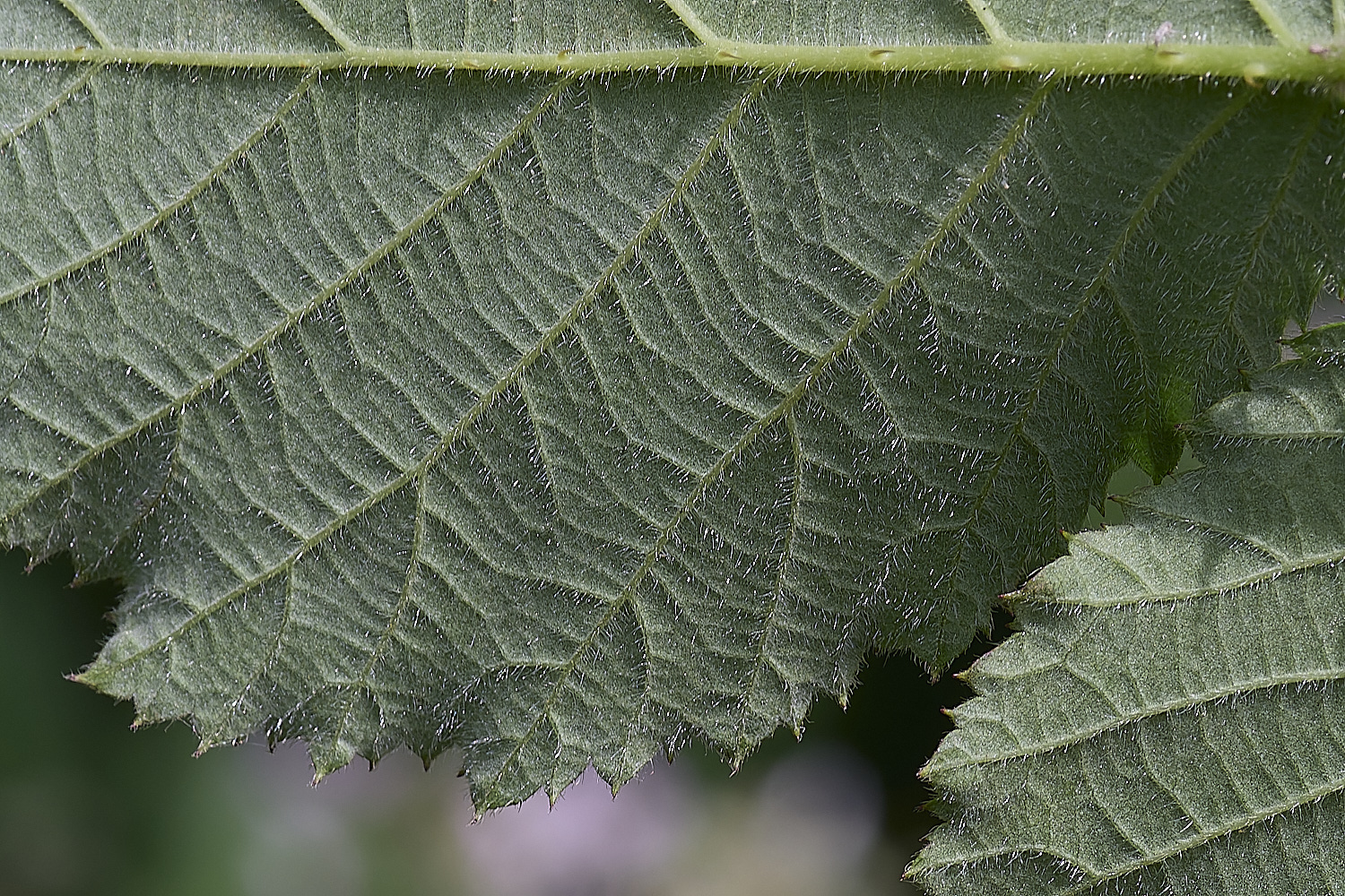 NorfolkB3PrimocaneLeafabaxial170625-2