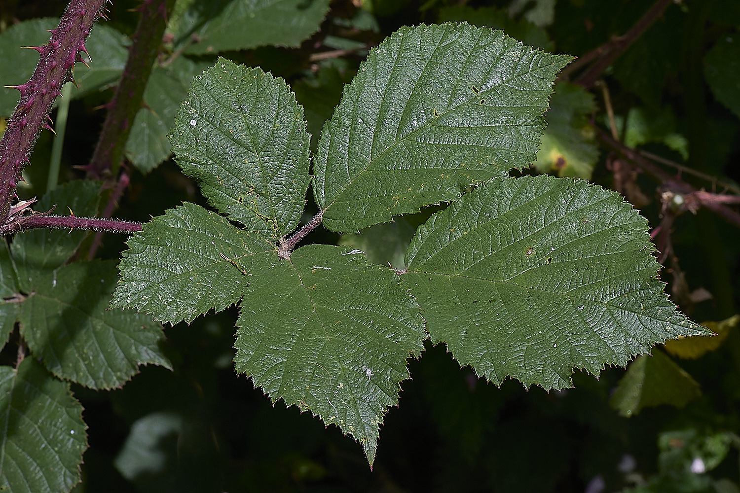 NorfolkB3PrimocaneLeafadaxial170625-1