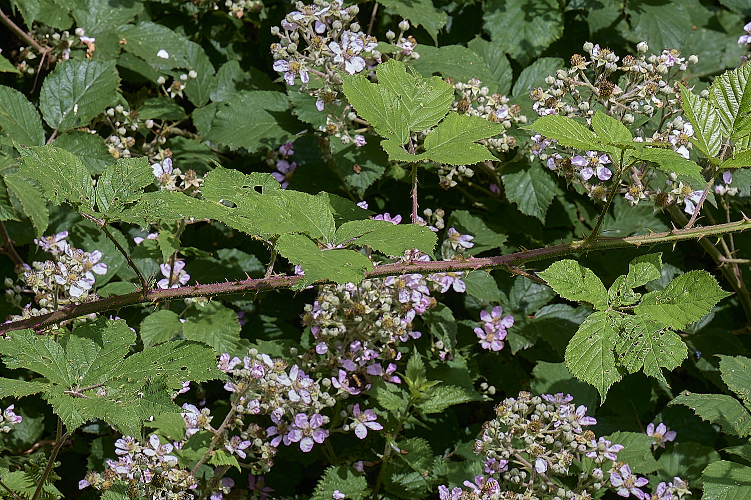 NorfolkB3PrimocaneStructure170625-1