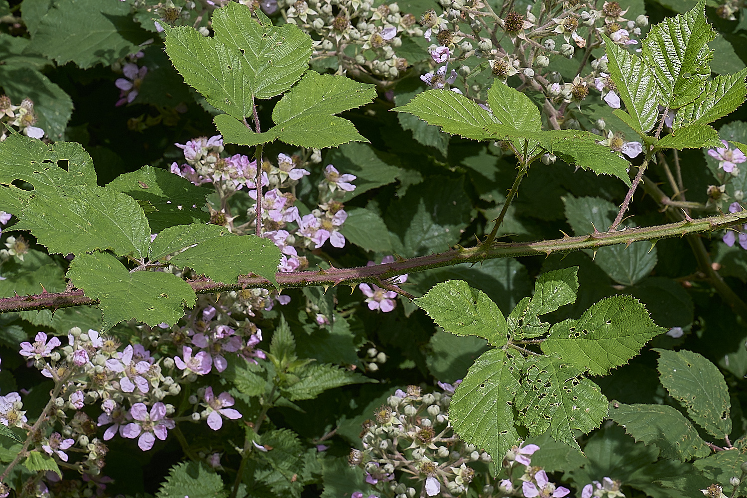 NorfolkB3PrimocaneStructure170625-2