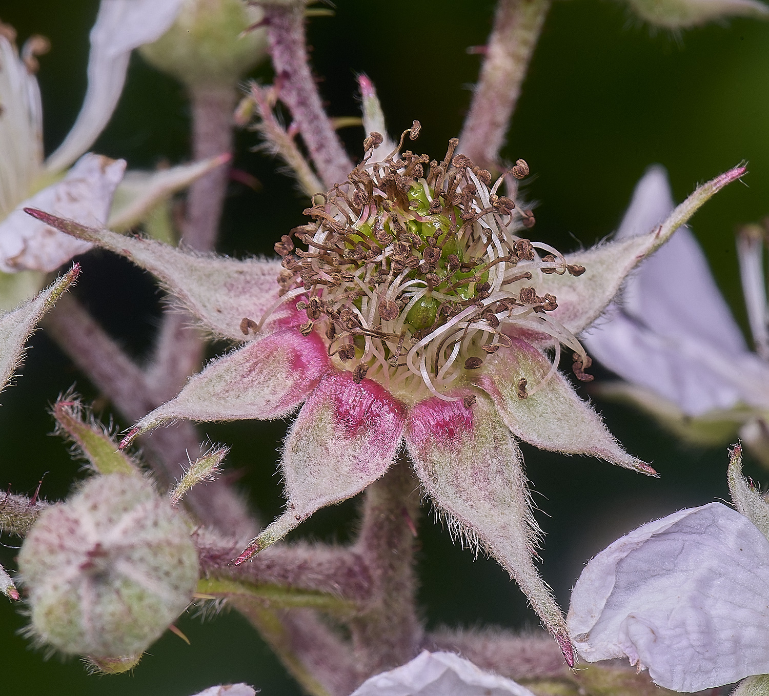 NorfolkB4BerryForming170625-1