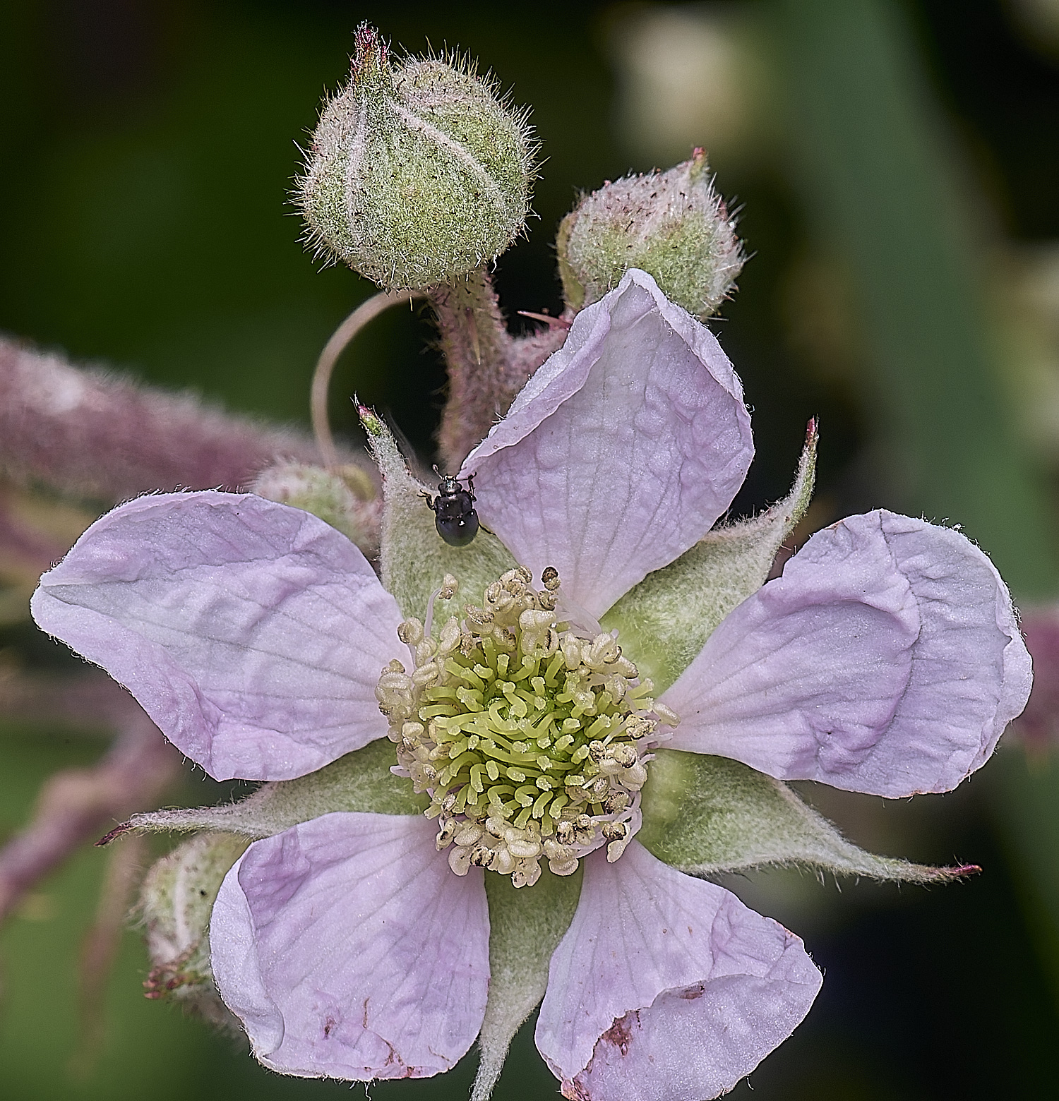 NorfolkB4FlowerFront170625-1