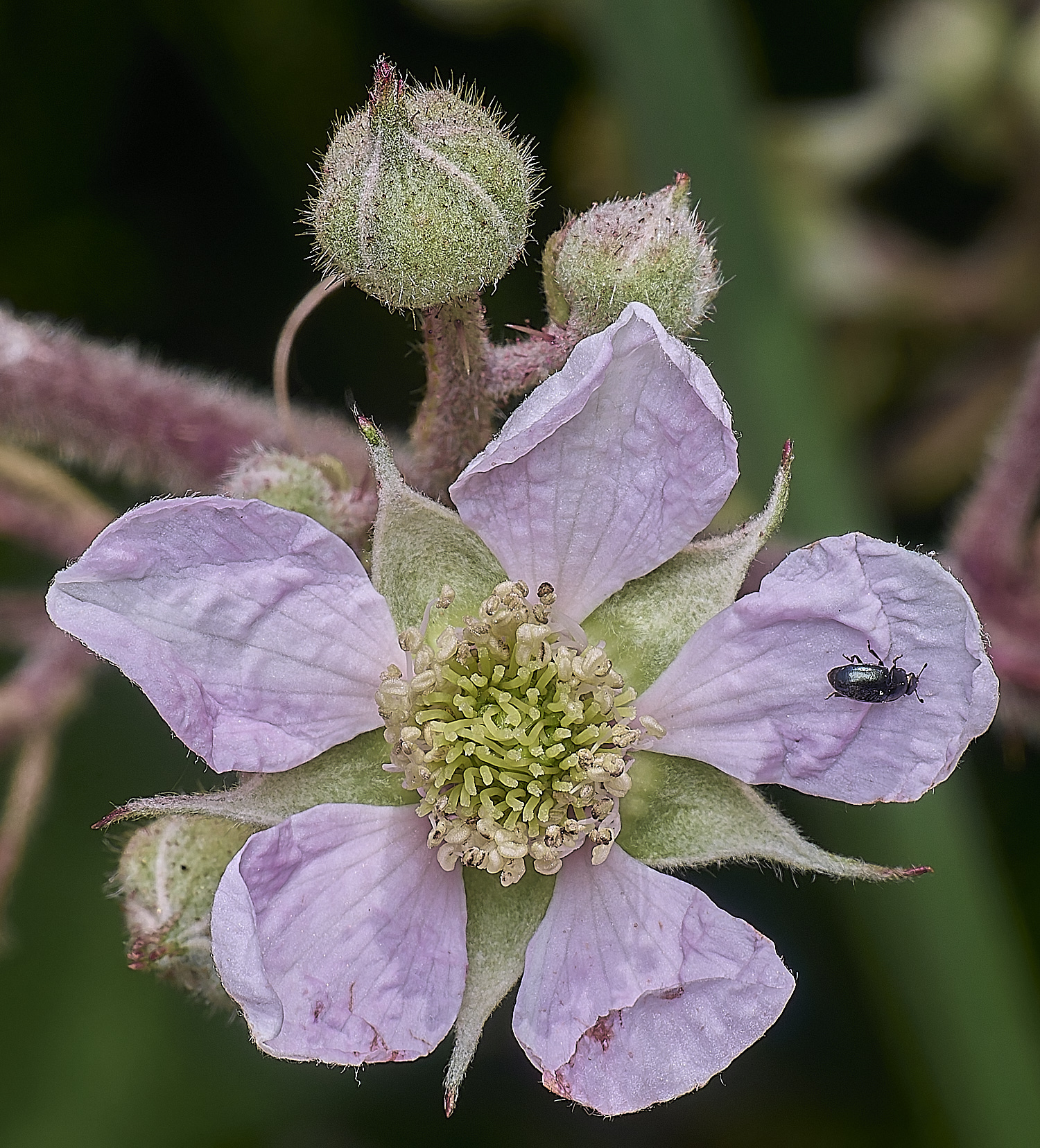 NorfolkB4FlowerFront170625-2
