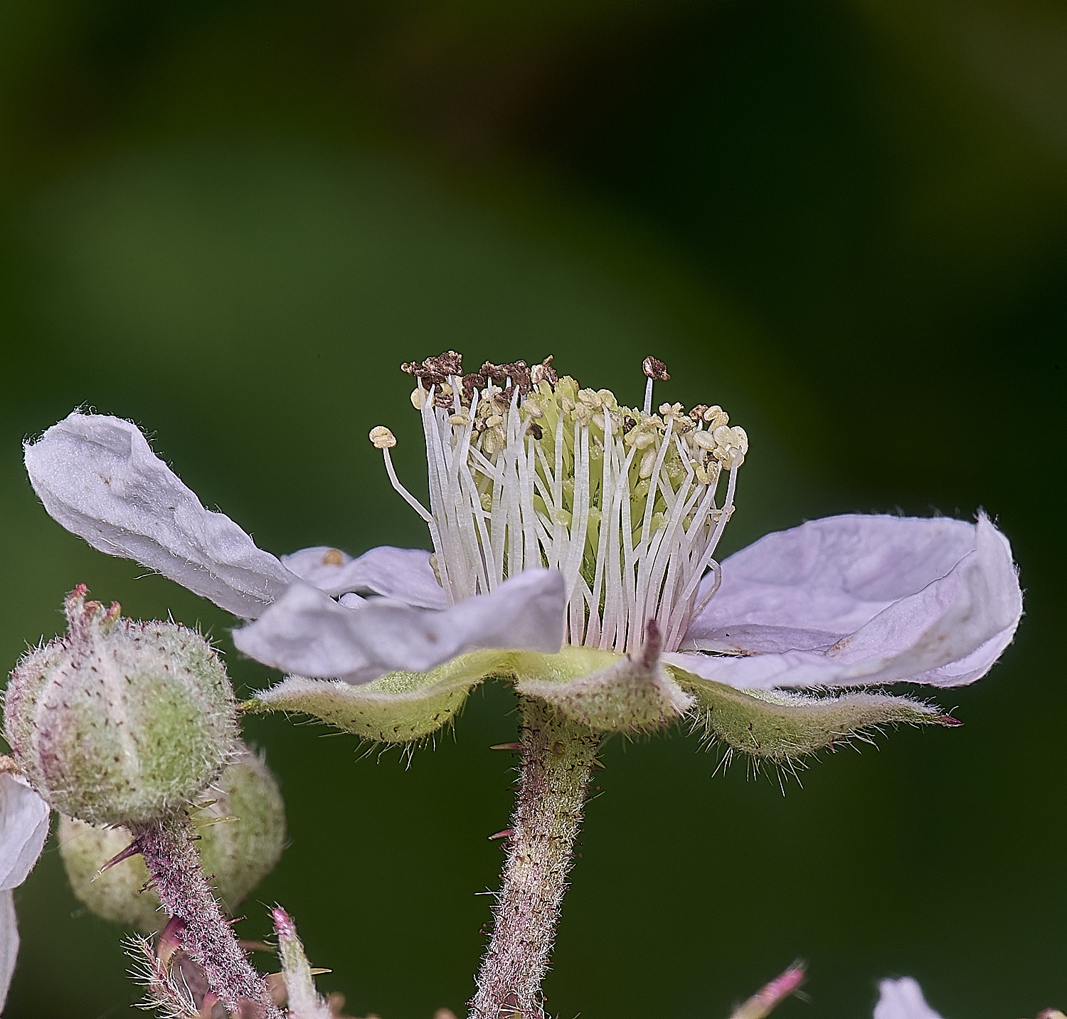 NorfolkB4FloweSide170625-1