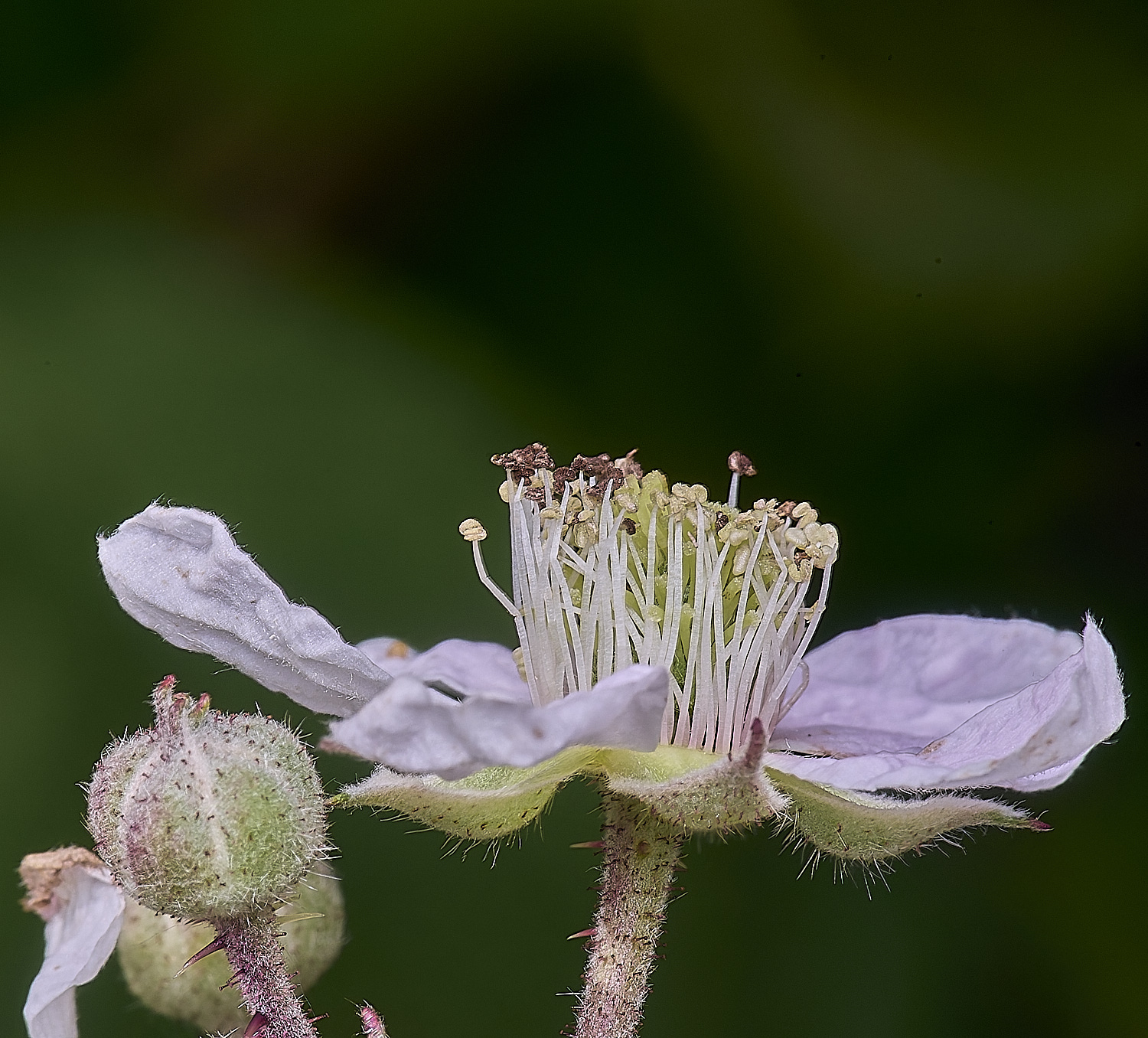 NorfolkB4FloweSide170625-2