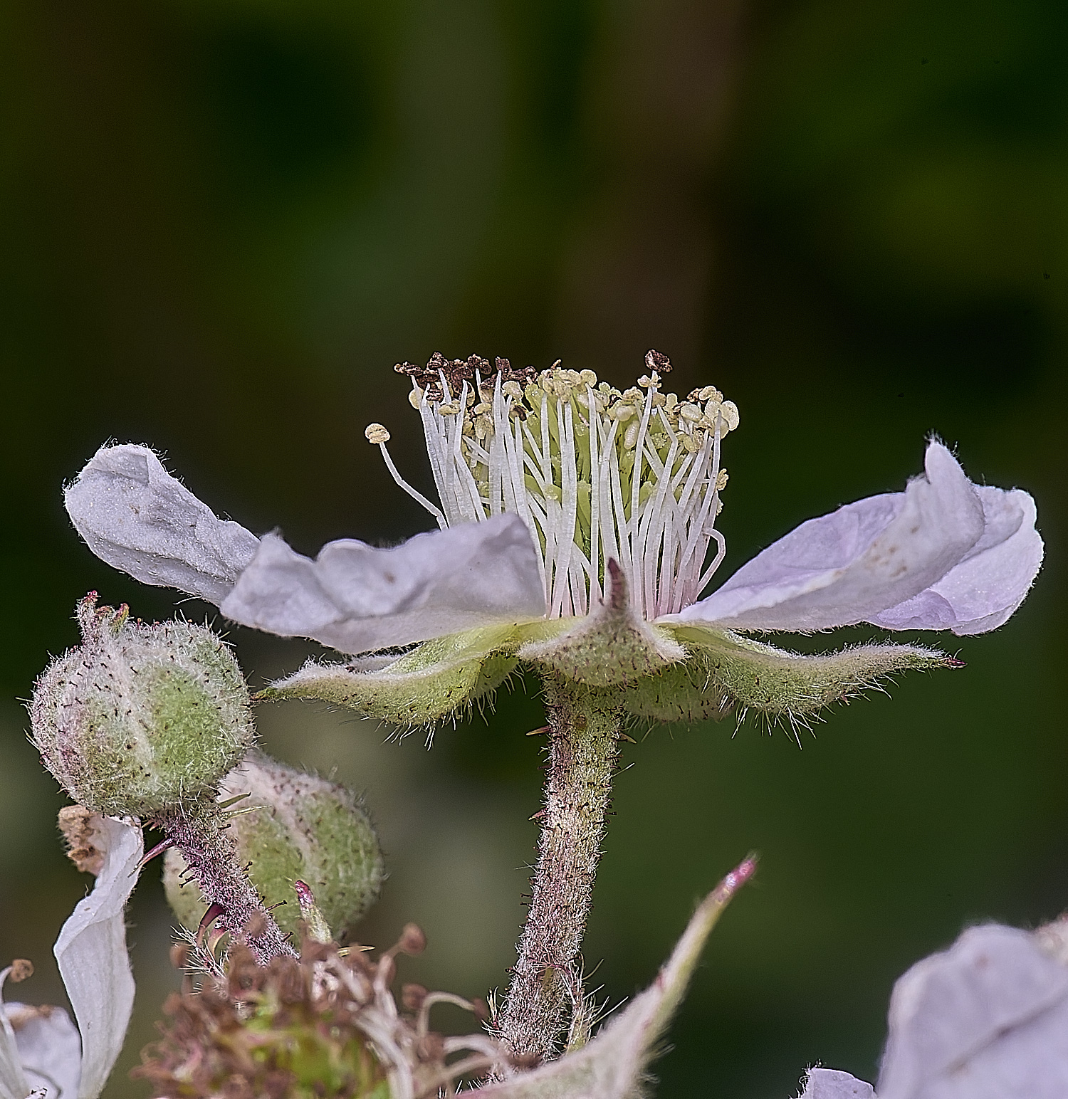 NorfolkB4FloweSide170625-3