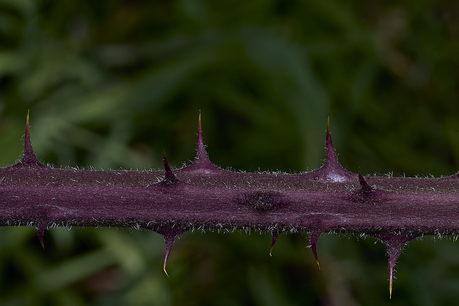 NorfolkB4PrimocaneCloseUp170625-1