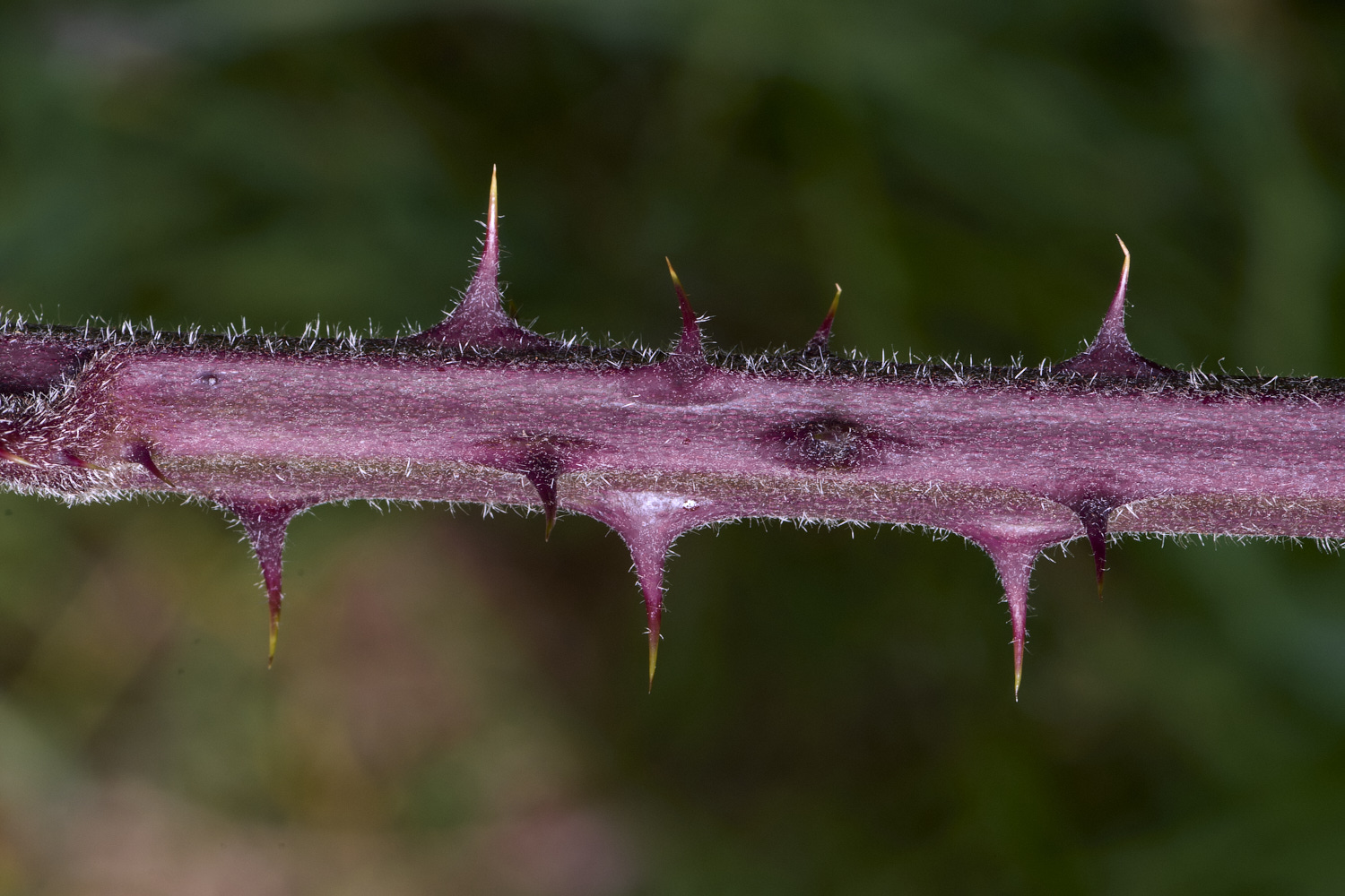 NorfolkB4PrimocaneCloseUp170625-2