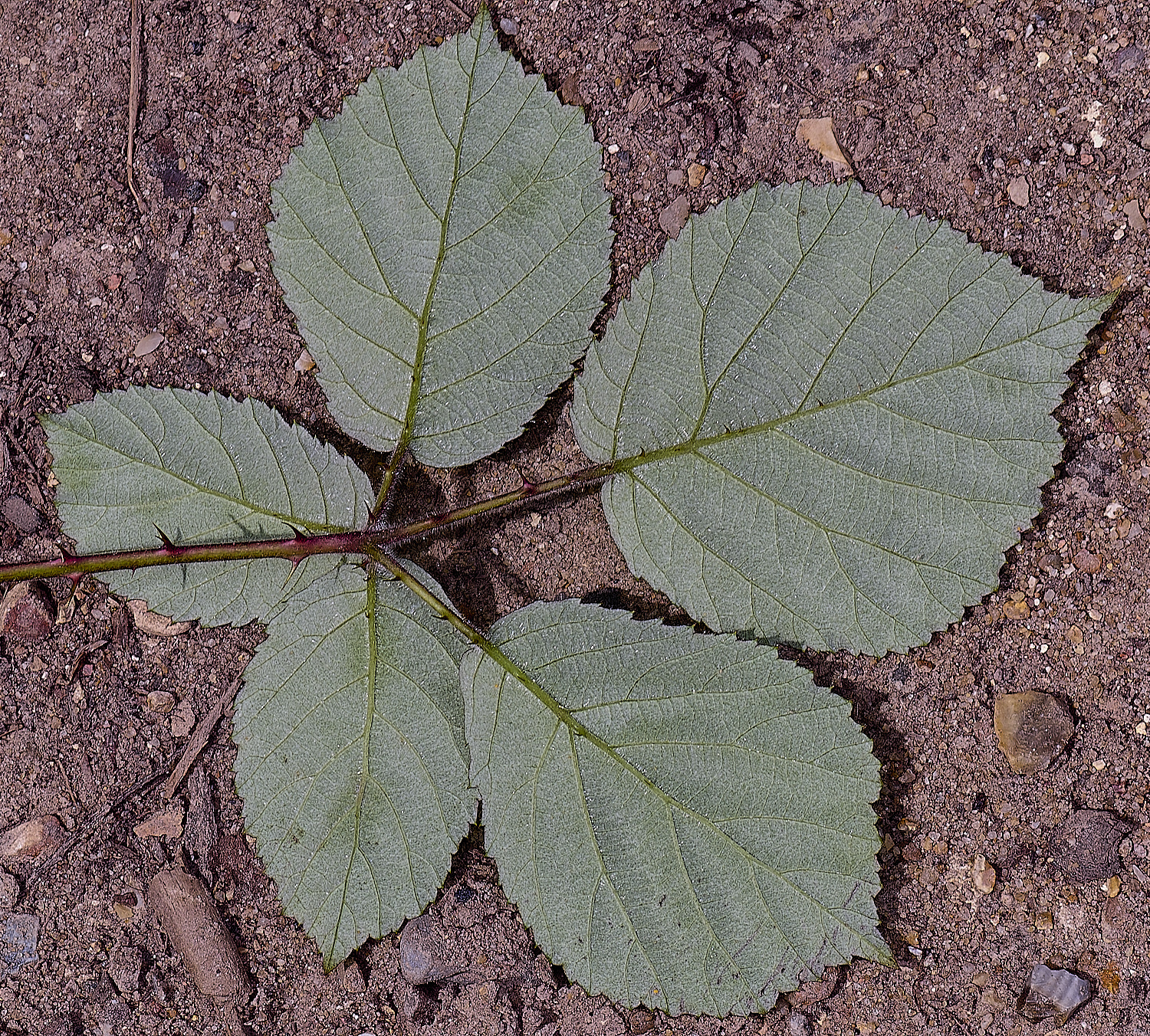 NorfolkB4PrimocaneLeafabaxial170625-1