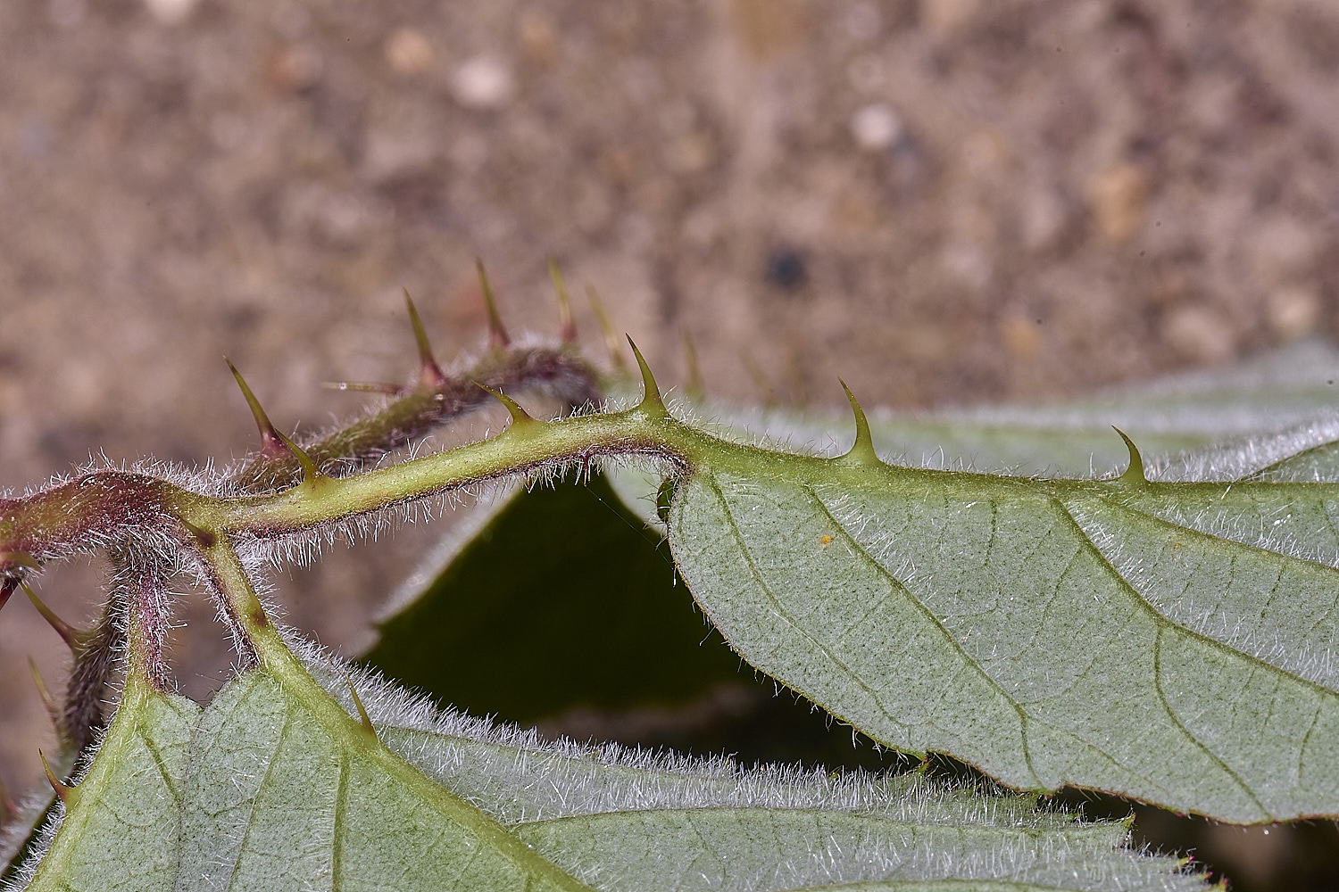 NorfolkB4PrimocaneLeafabaxialThorns170625-1