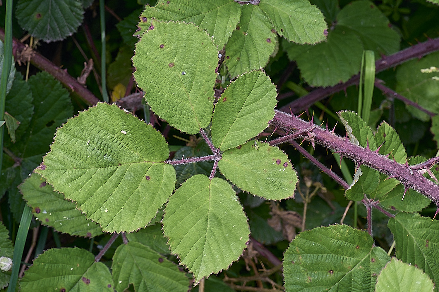 NorfolkB4PrimocaneLeafadaxial170625-1