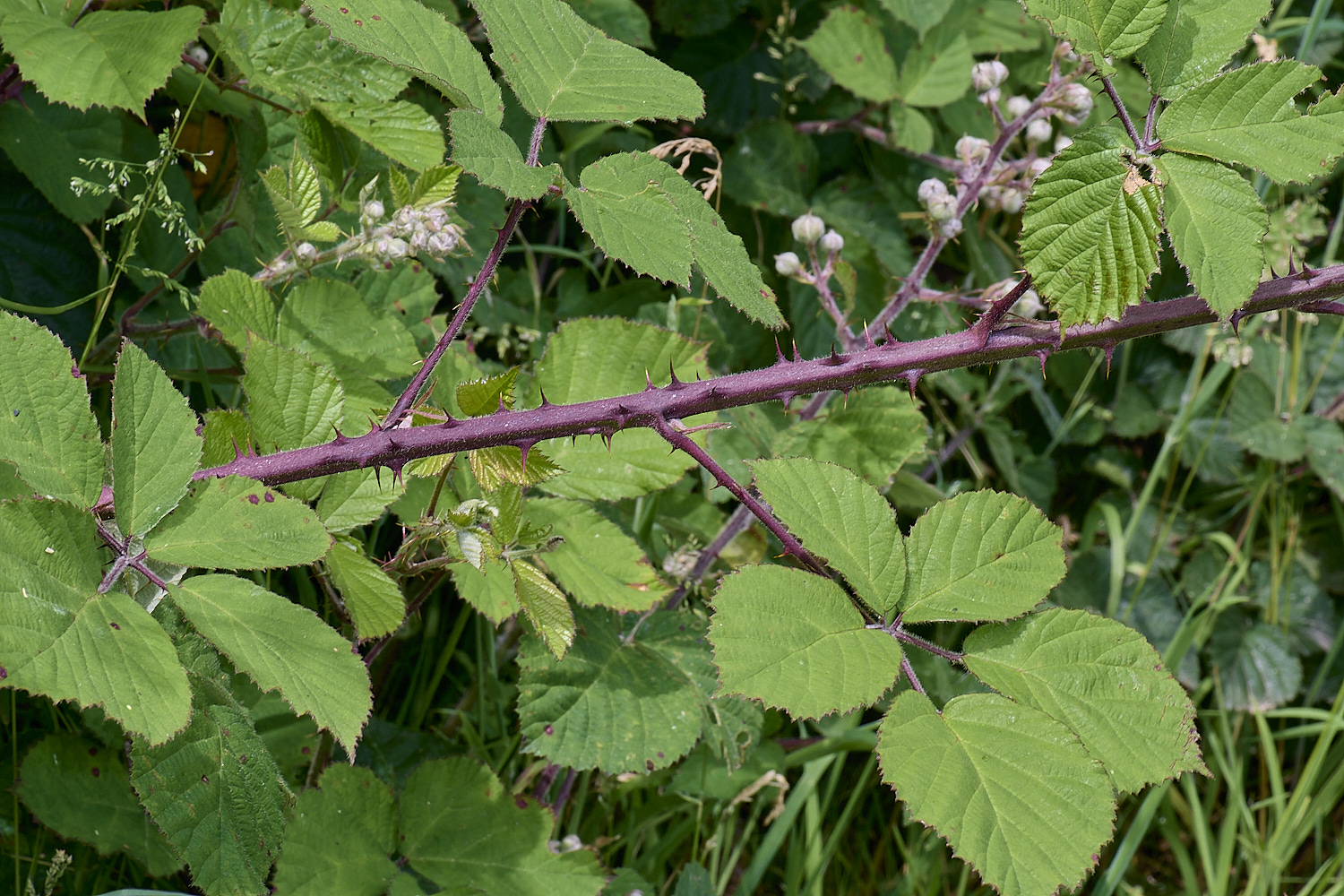 NorfolkB4PrimocaneStructure170625-1