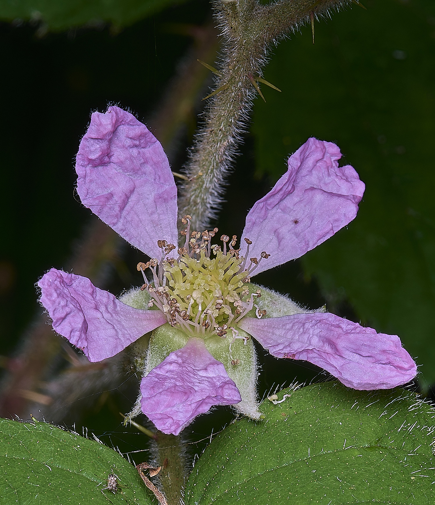 NorfolkB5FlowerFront170625-1