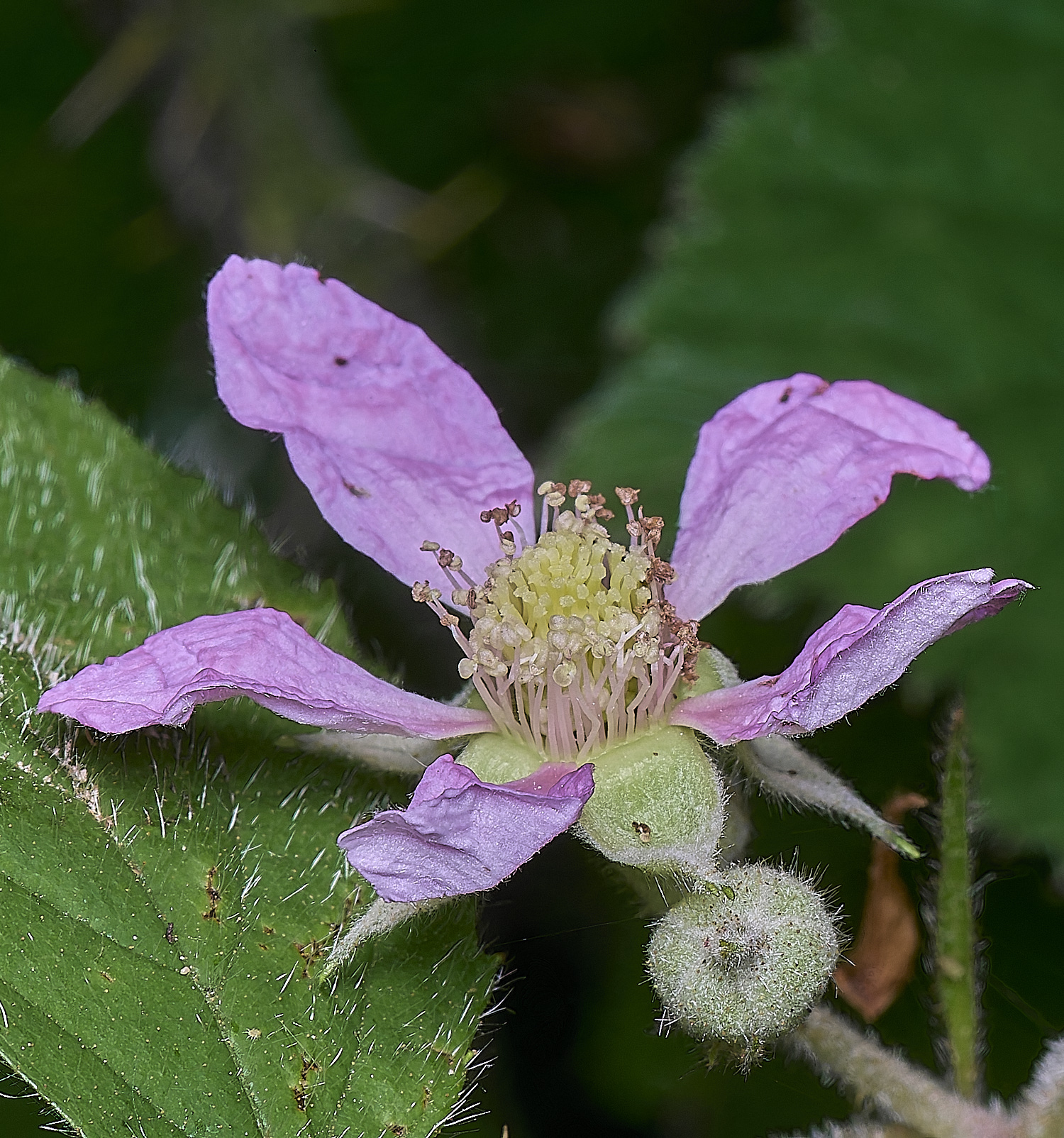NorfolkB5FlowerFront170625-2