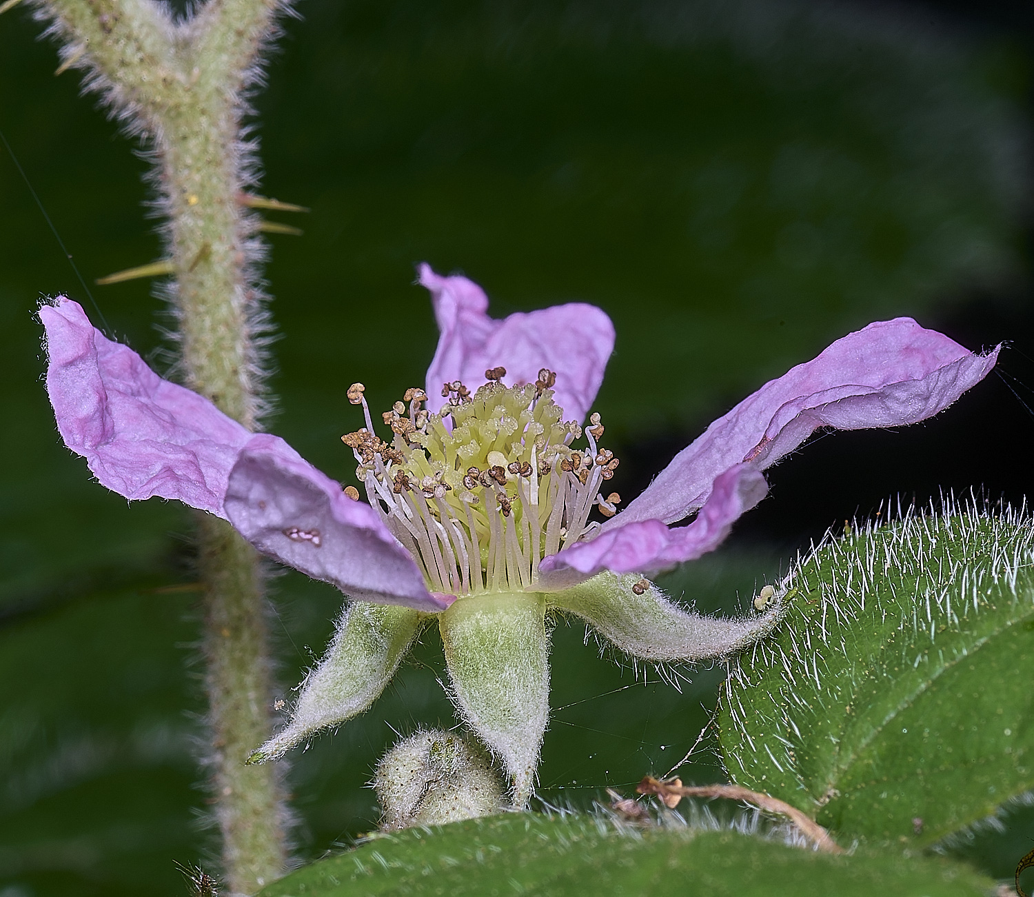 NorfolkB5FlowerSide170625-1