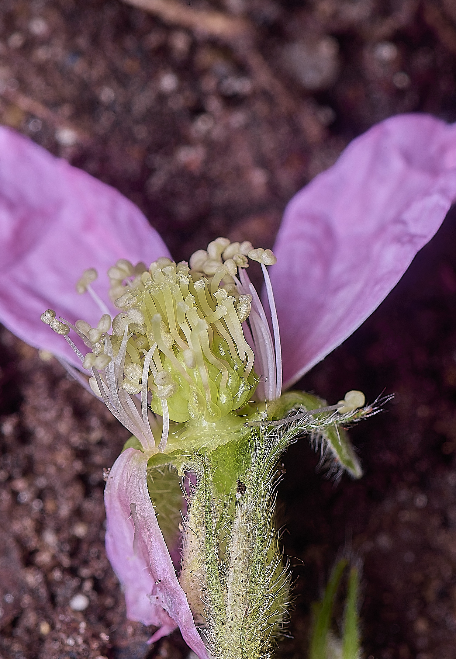 NorfolkB5FlowerSide170625-2