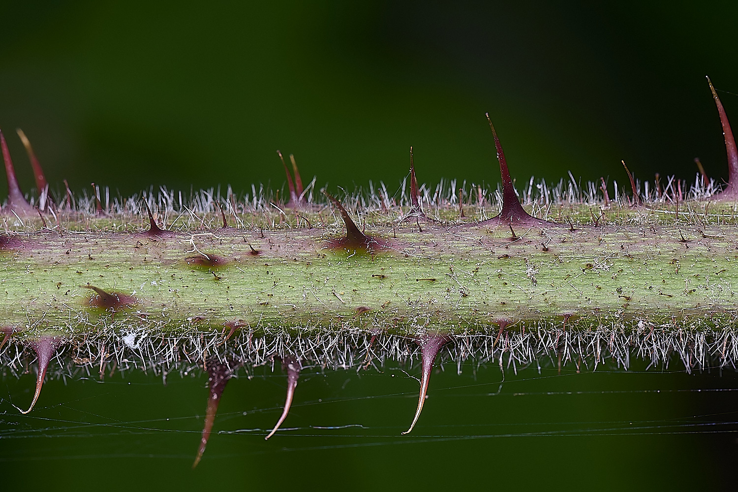 NorfolkB5PrimocaneCloseUp170625-1