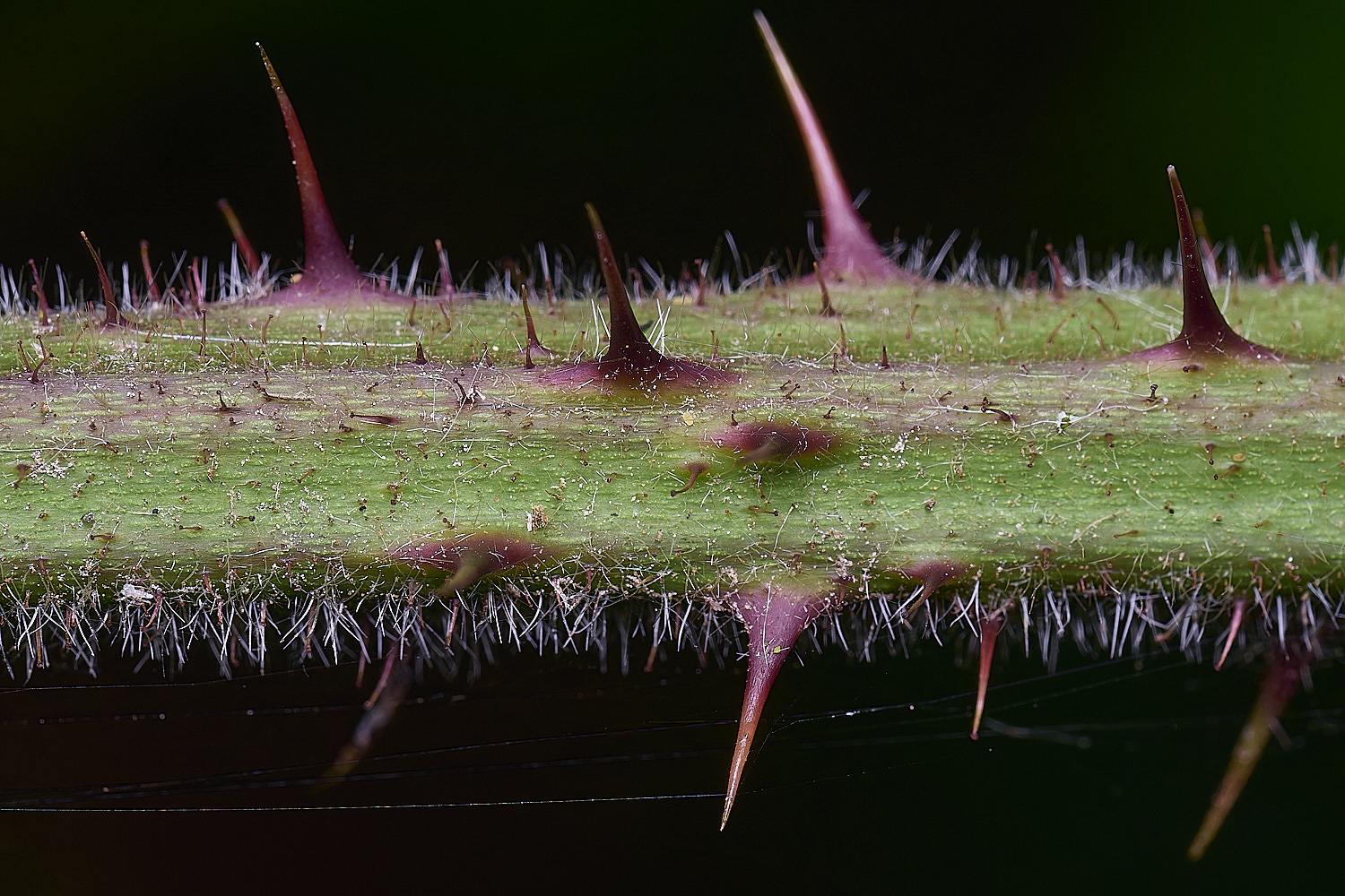 NorfolkB5PrimocaneCloseUp170625-2