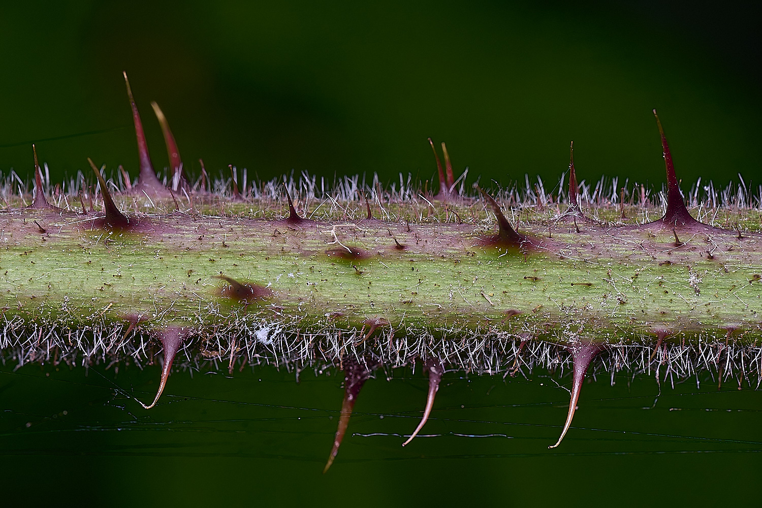 NorfolkB5PrimocaneCloseUp170625-3