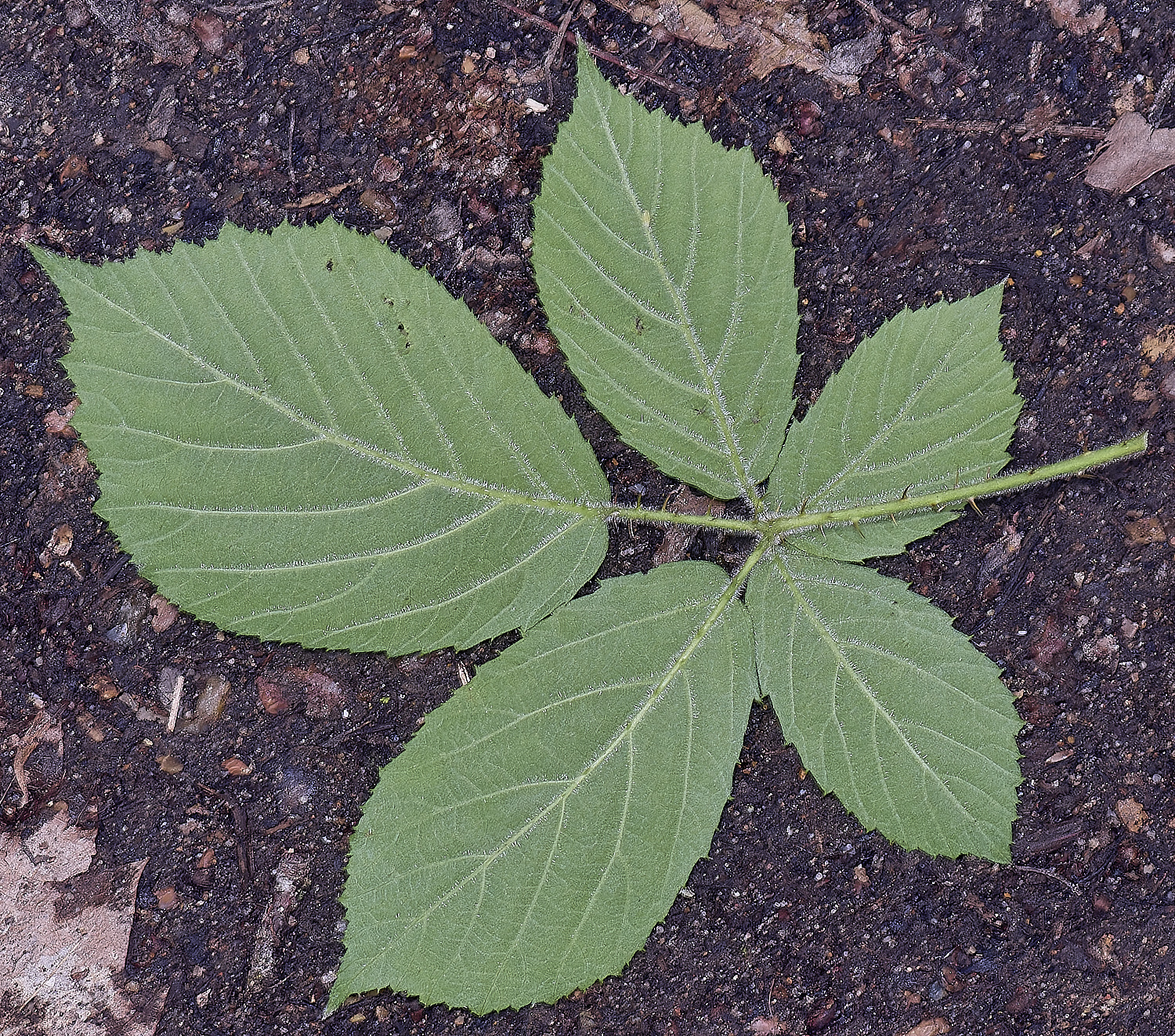 NorfolkB5PrimocaneLeafabaxial170625-1