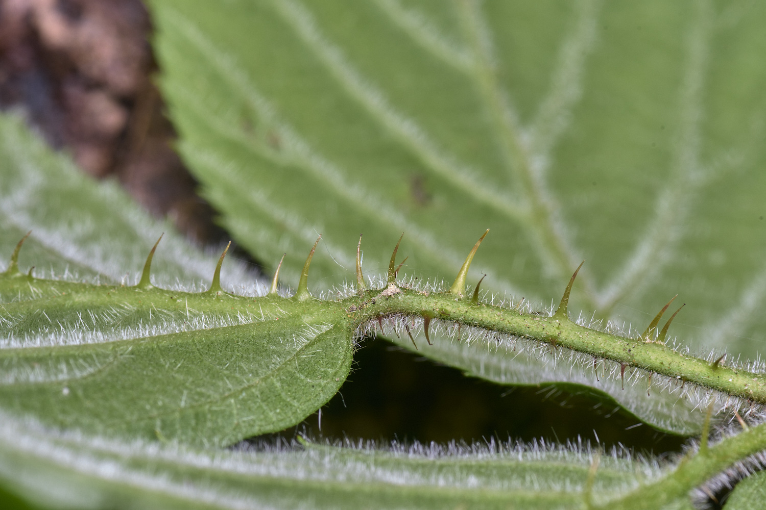 NorfolkB5PrimocaneLeafabaxialThorns170625-1