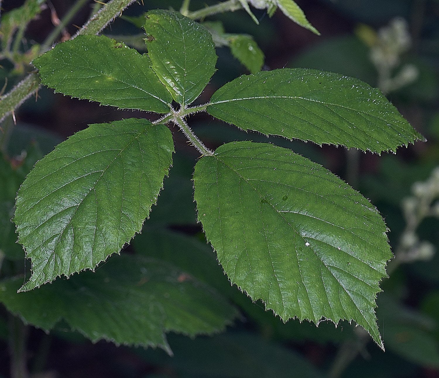 NorfolkB5PrimocaneLeafadaxial170625-1