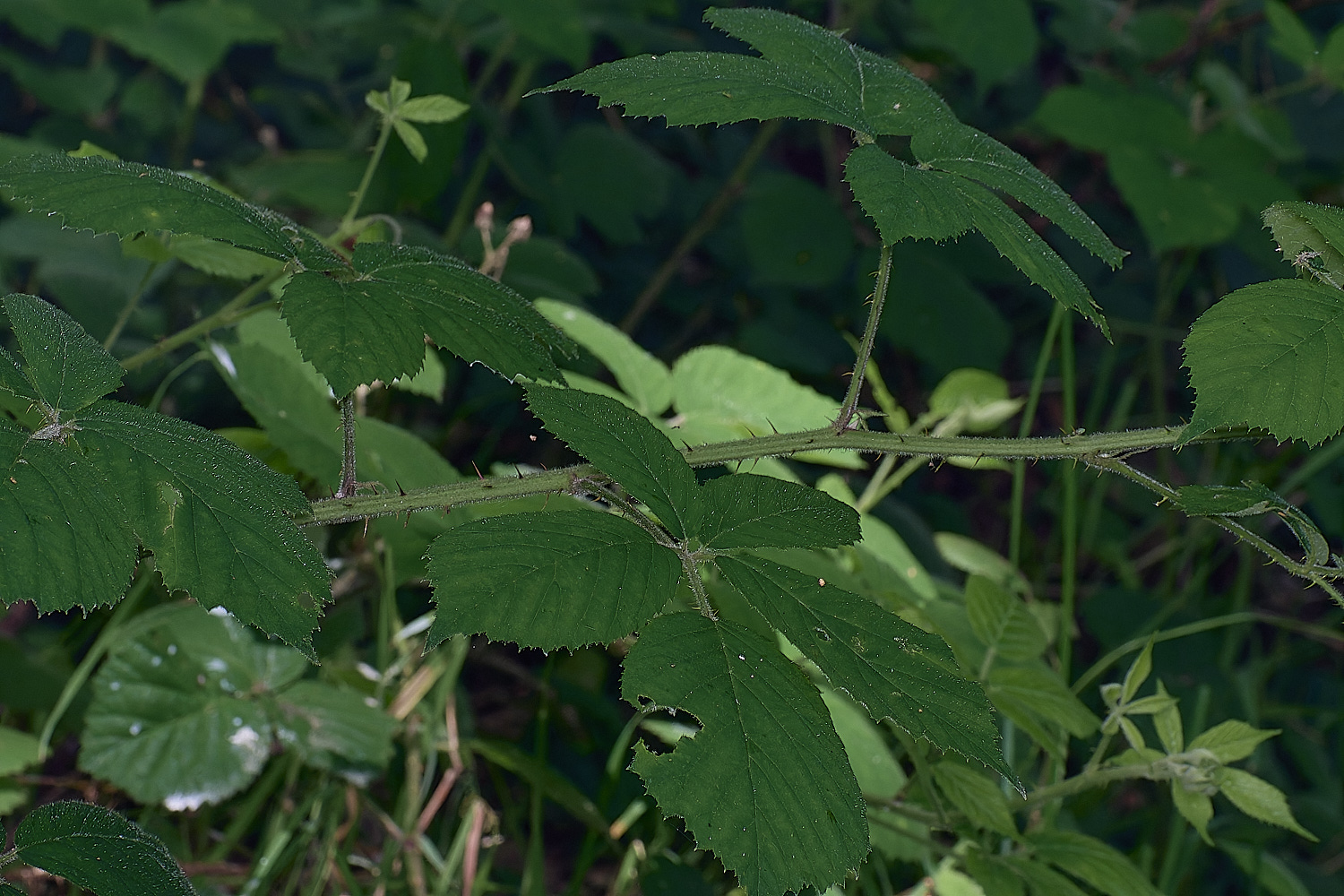 NorfolkB5PrimocaneStructure170625-1