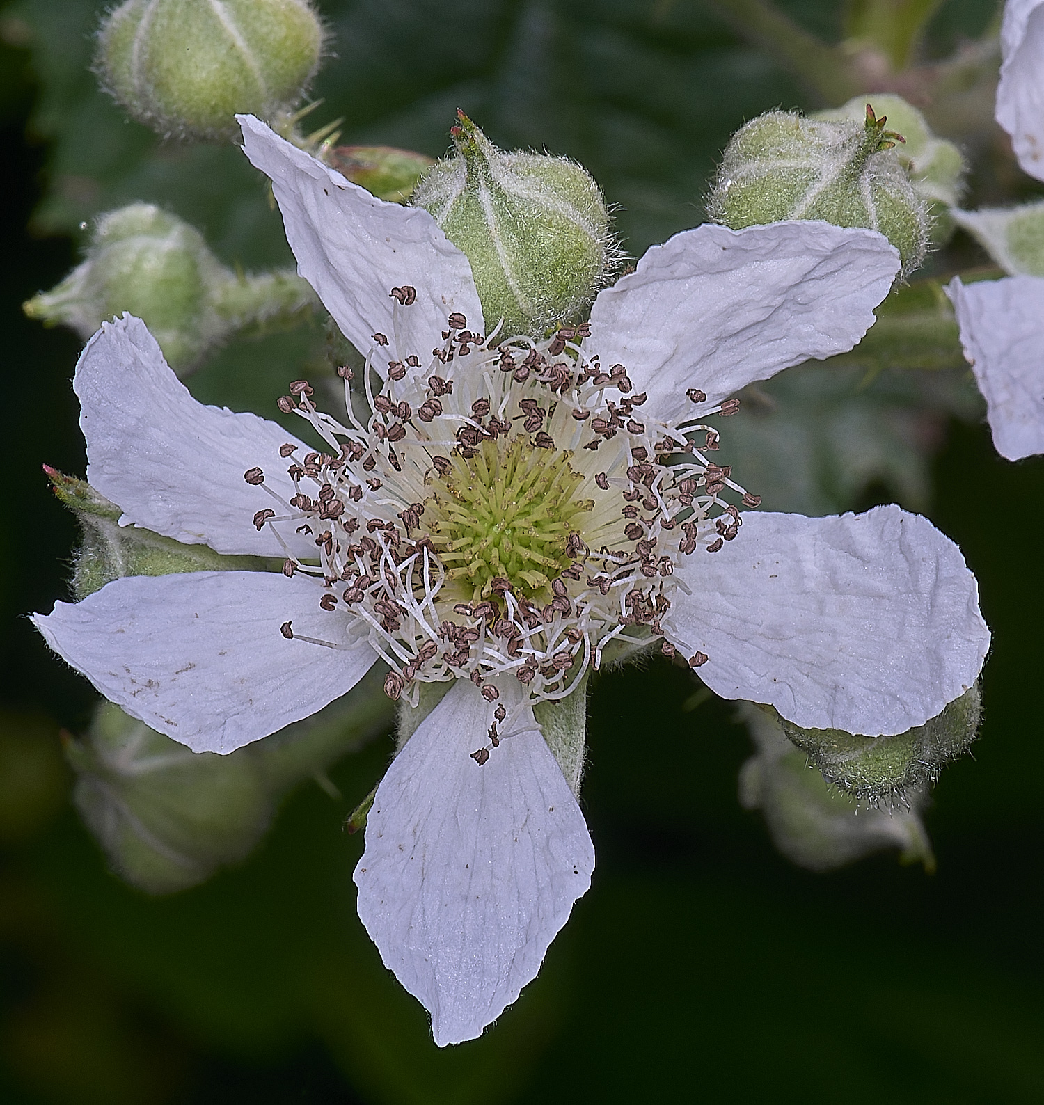 NorfolkB6FlowerFront170625-1